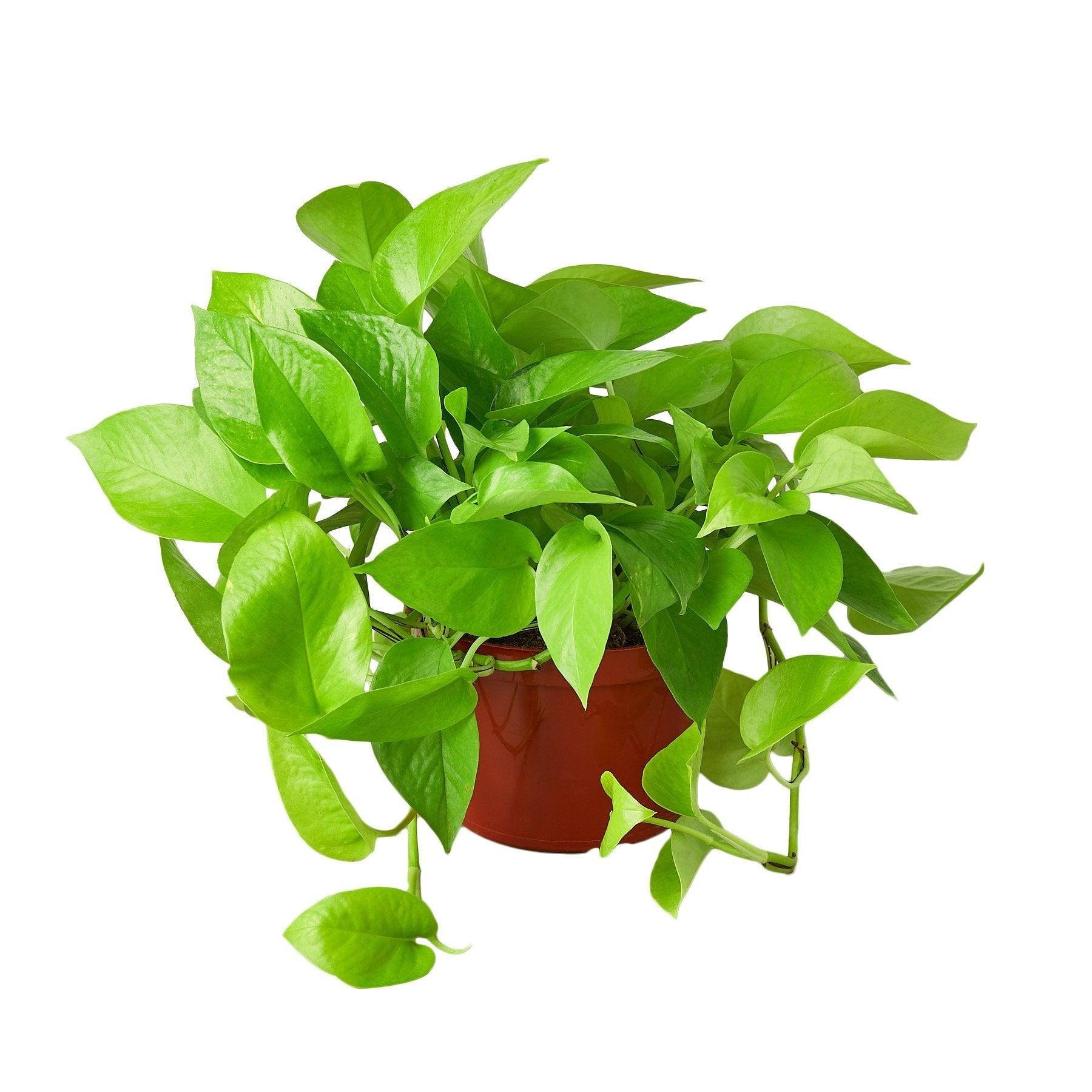 Pothos 'Neon' - 6