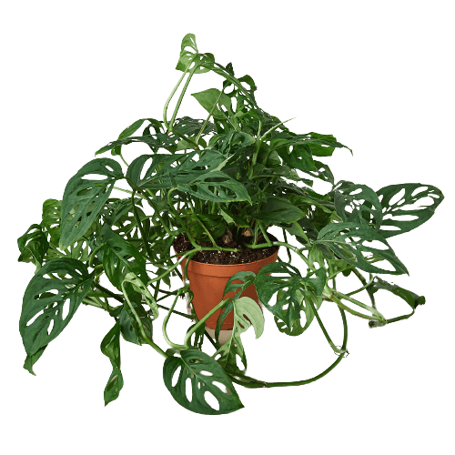 Monstera Adansonii 'Swiss Cheese' - 4