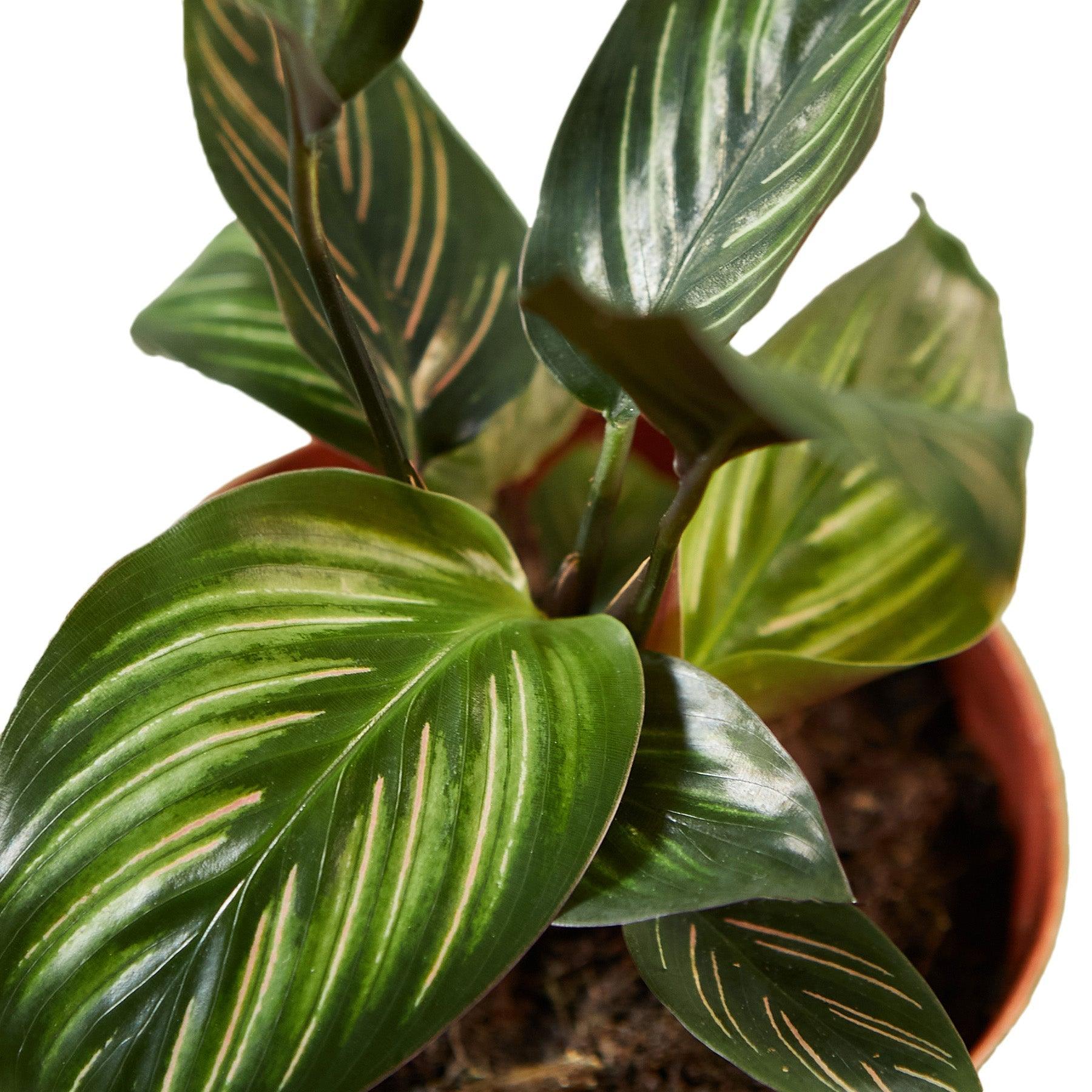 Calathea 'Beauty Star' - 4