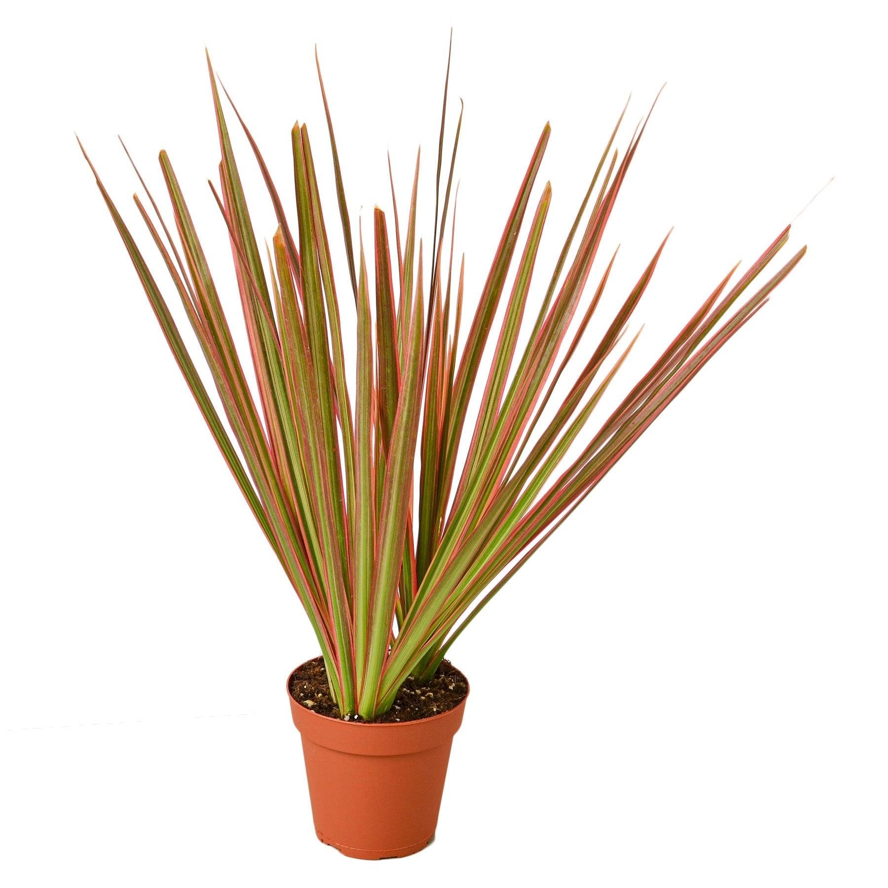 Dracaena 'Colorama' - 4