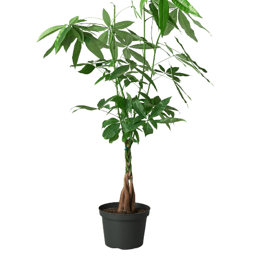 Money Tree 'Guiana Chestnut' Pachira Braid