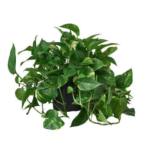 Pothos 'Golden'