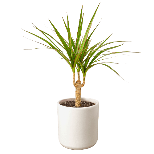 Dracaena Marginata Cane