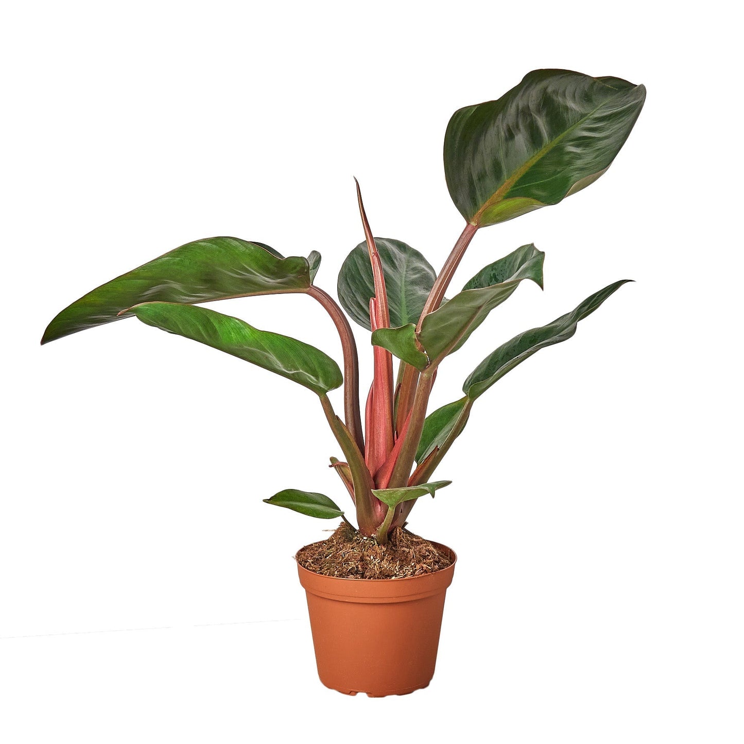 Philodendron 'Congo Rojo' - 6" Pot - NURSERY POT ONLY