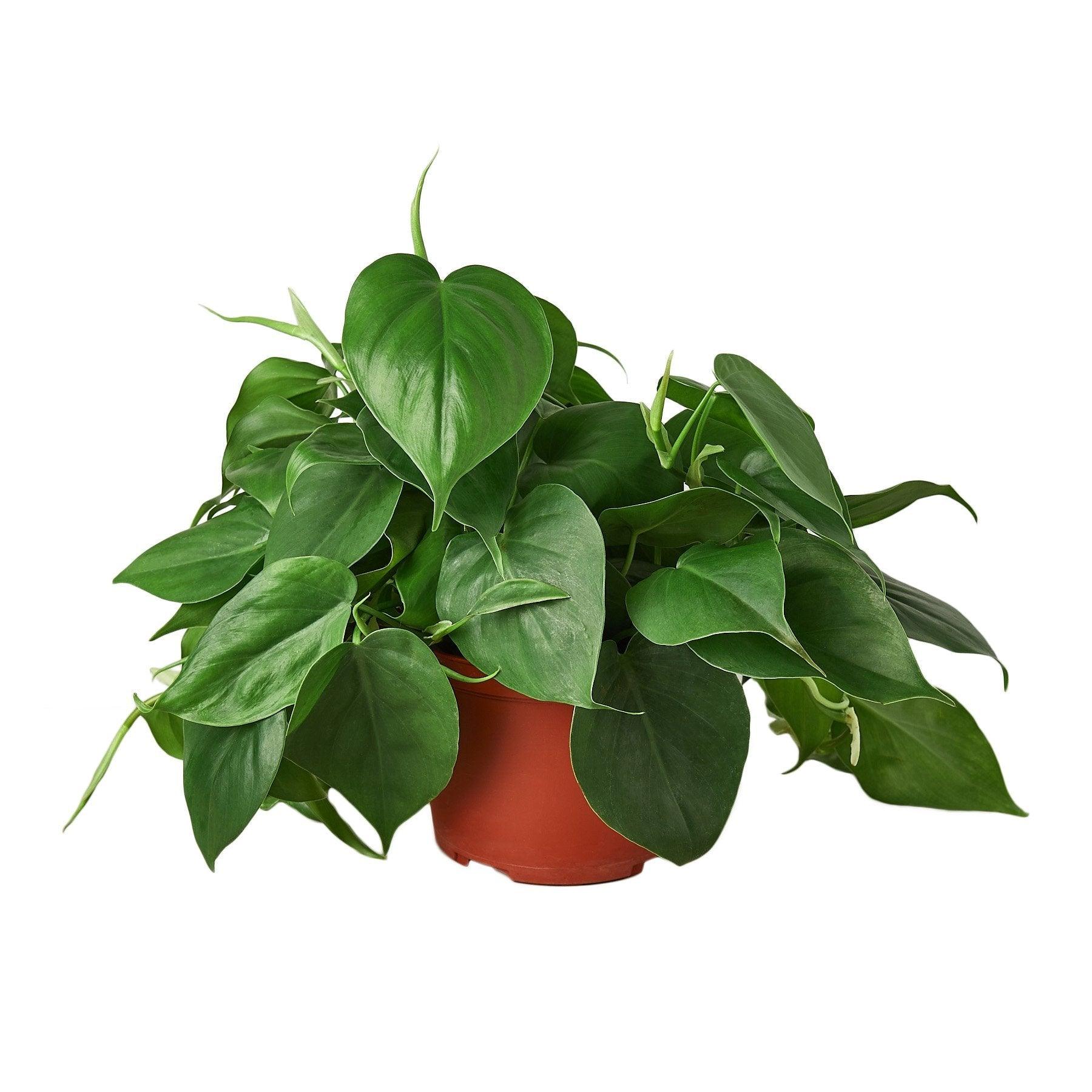 Philodendron Cordatum Heartleaf - 6