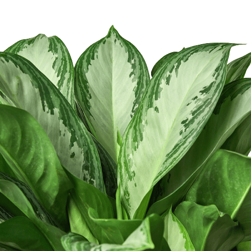 Chinese Evergreen 'Silver Bay' - 10