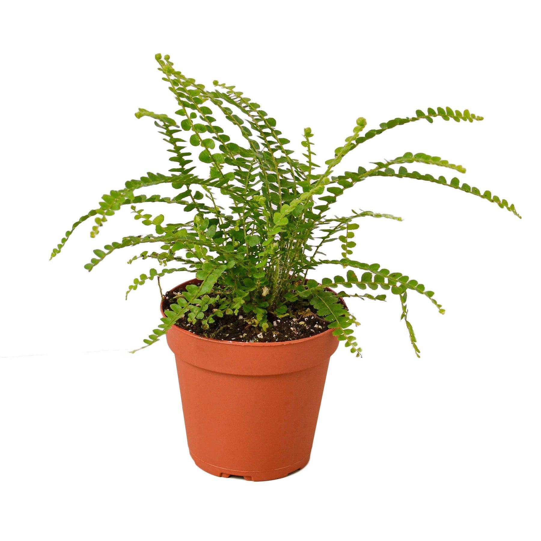 Fern 'Lemon Button' - 4