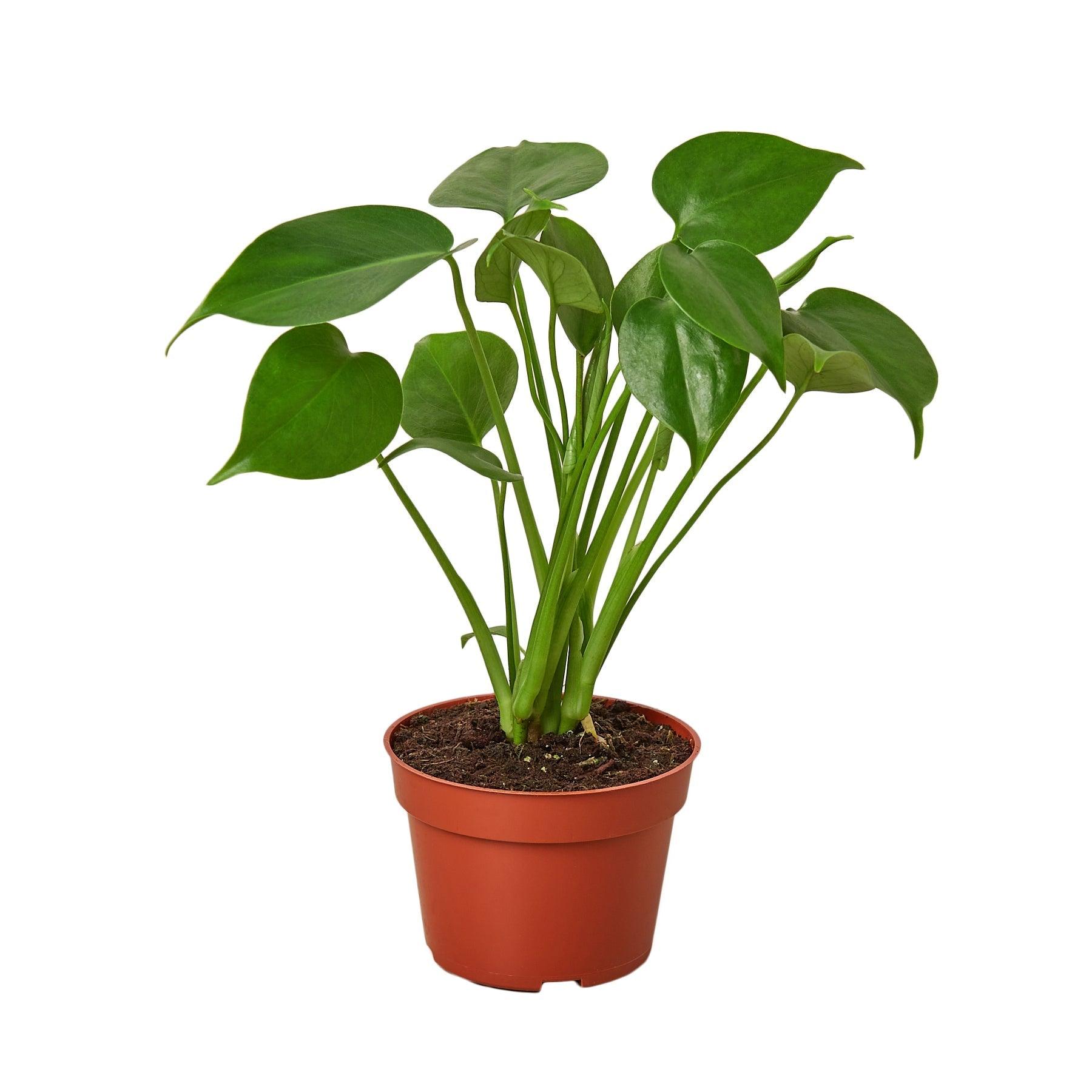 Philodendron Monstera Split-Leaf - 4