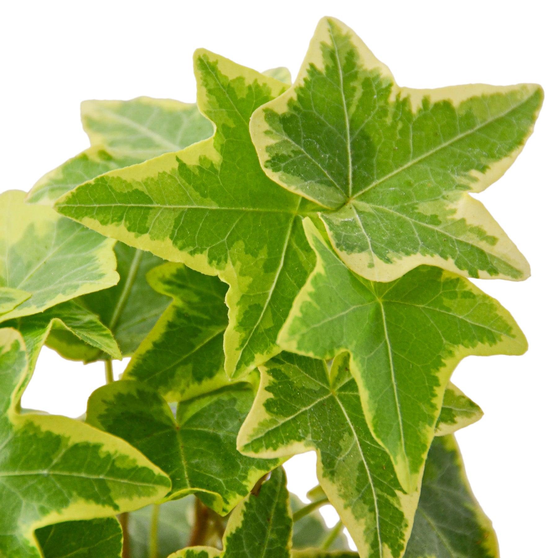 2 English Ivy Variety Pack - 4