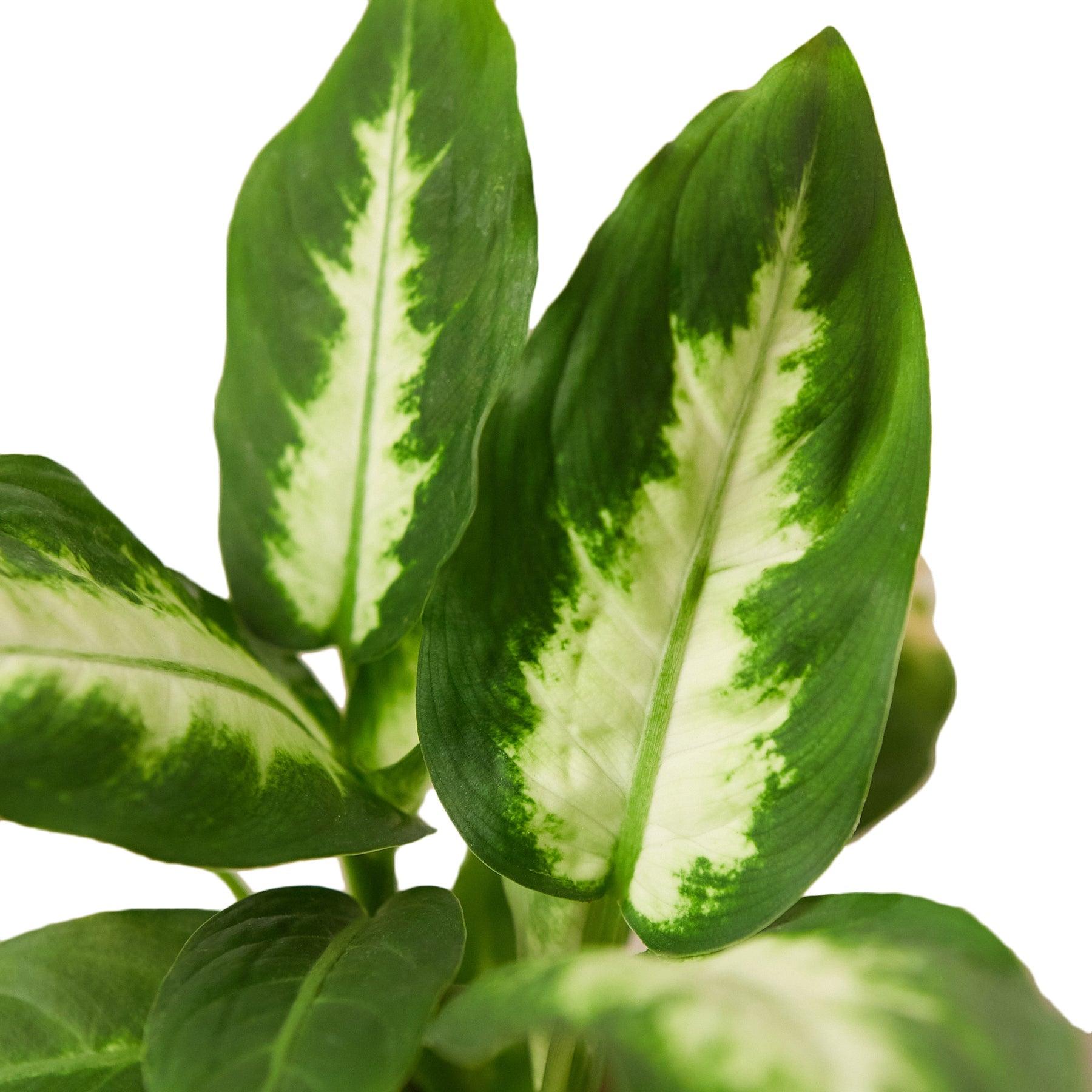 Dieffenbachia Camille - 4