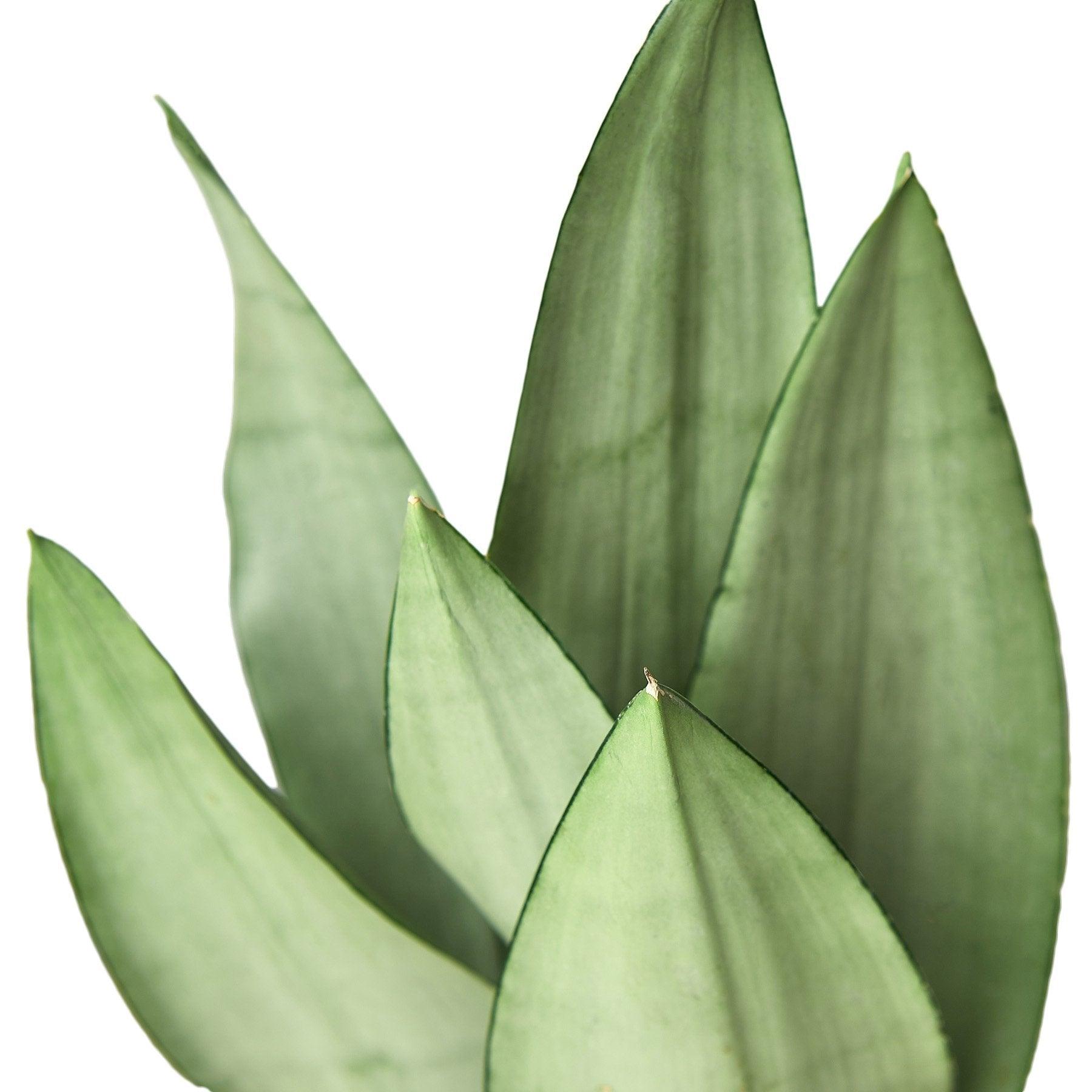 Snake Plant Moonshine - 4