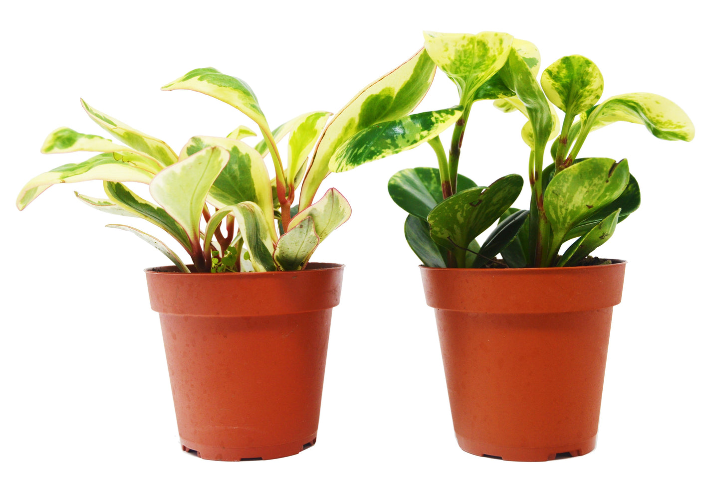 2 Peperomia Plants Variety Pack in 4" Pots - Baby Rubber Plants