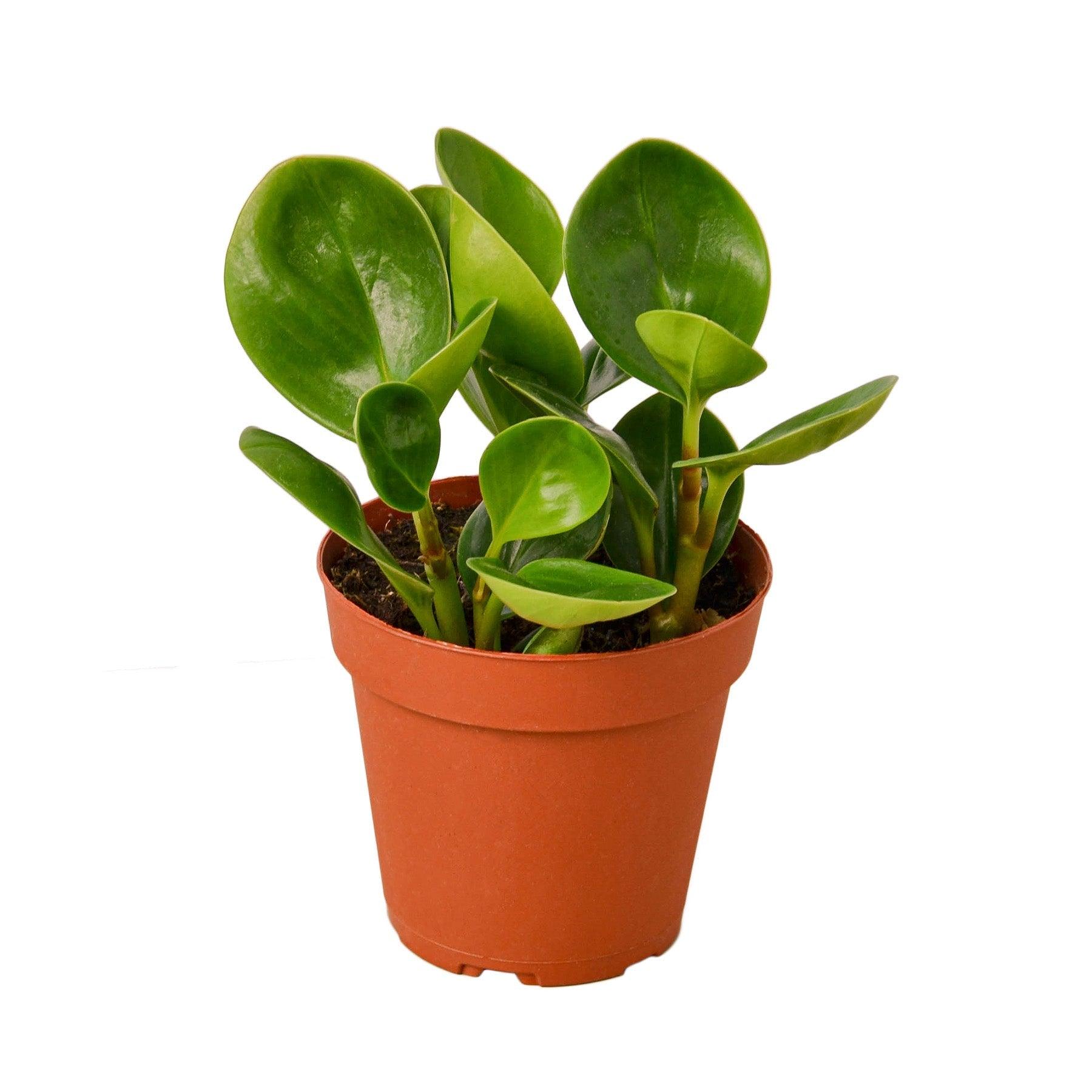 Peperomia Thailand - 4