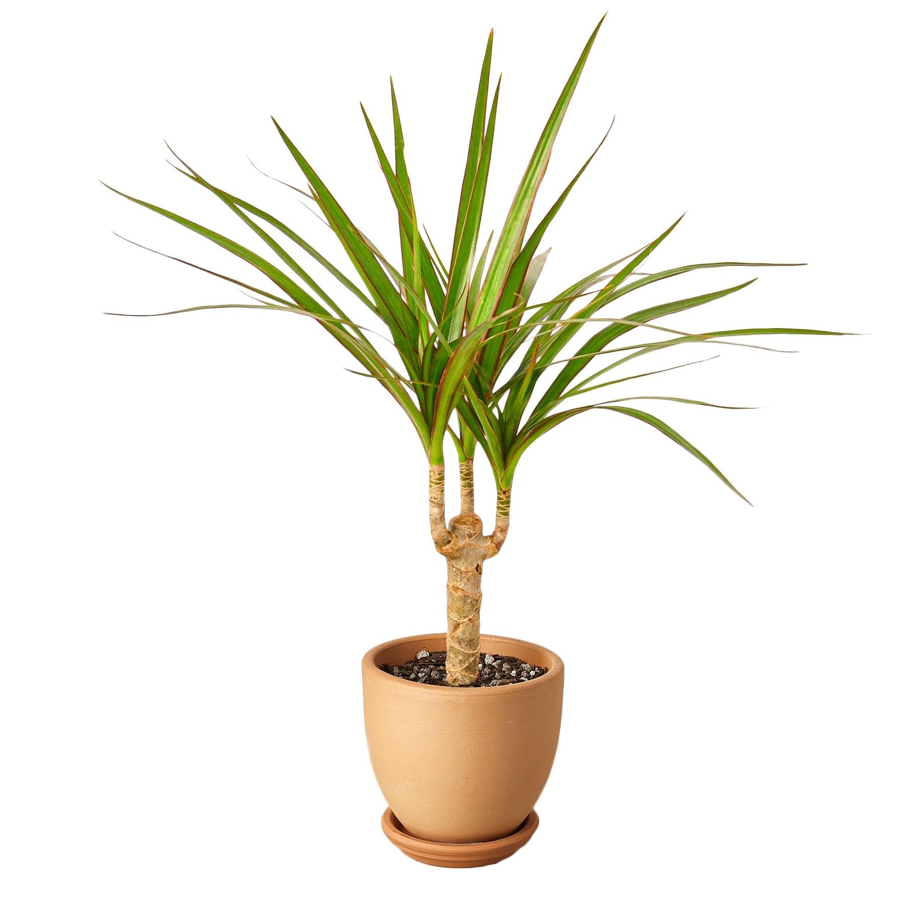 Dracaena Marginata Cane