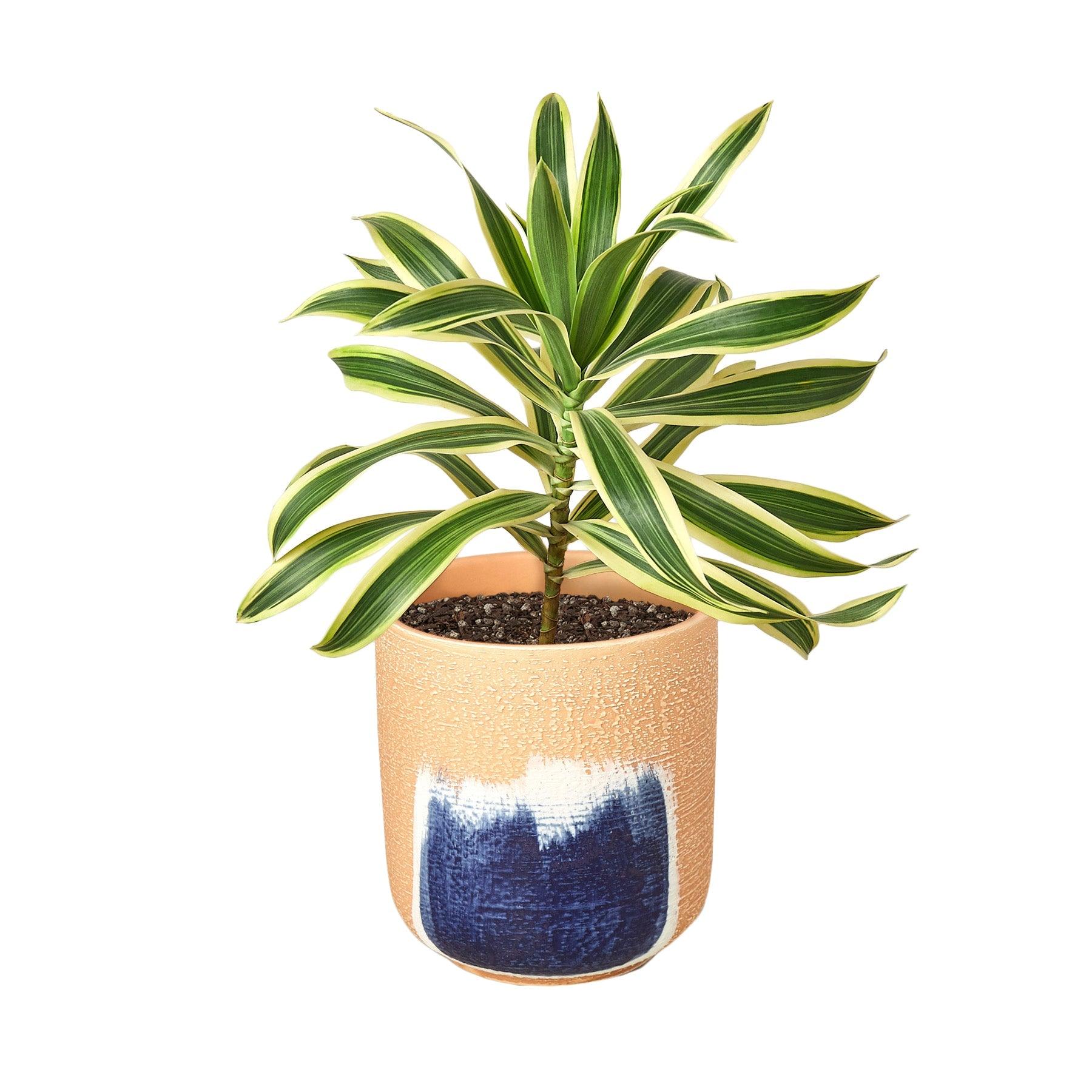 Dracaena 'Song of India'