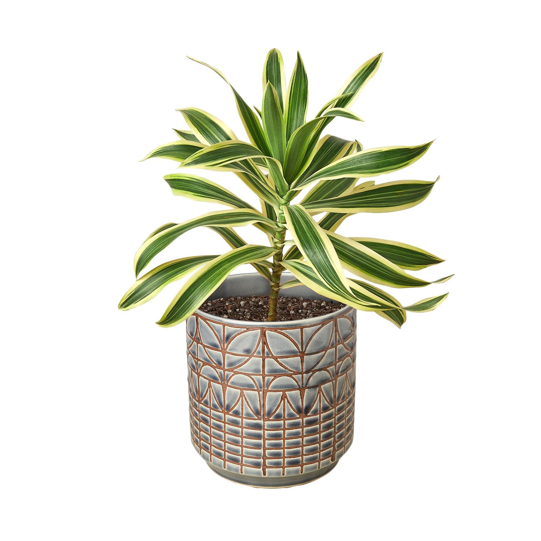 Dracaena 'Song of India'