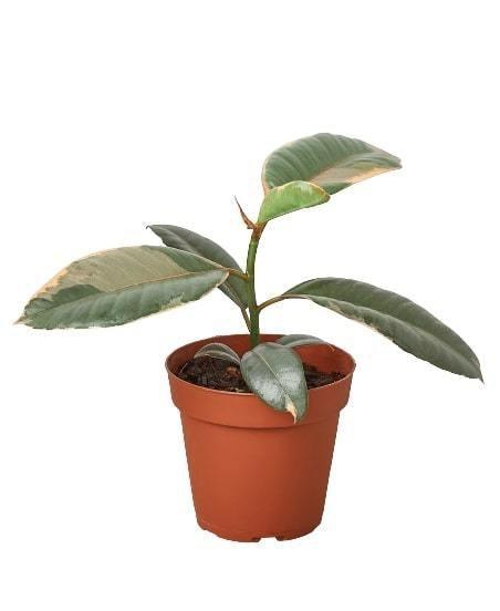 Ficus Elastica 'Ruby Pink' - 4