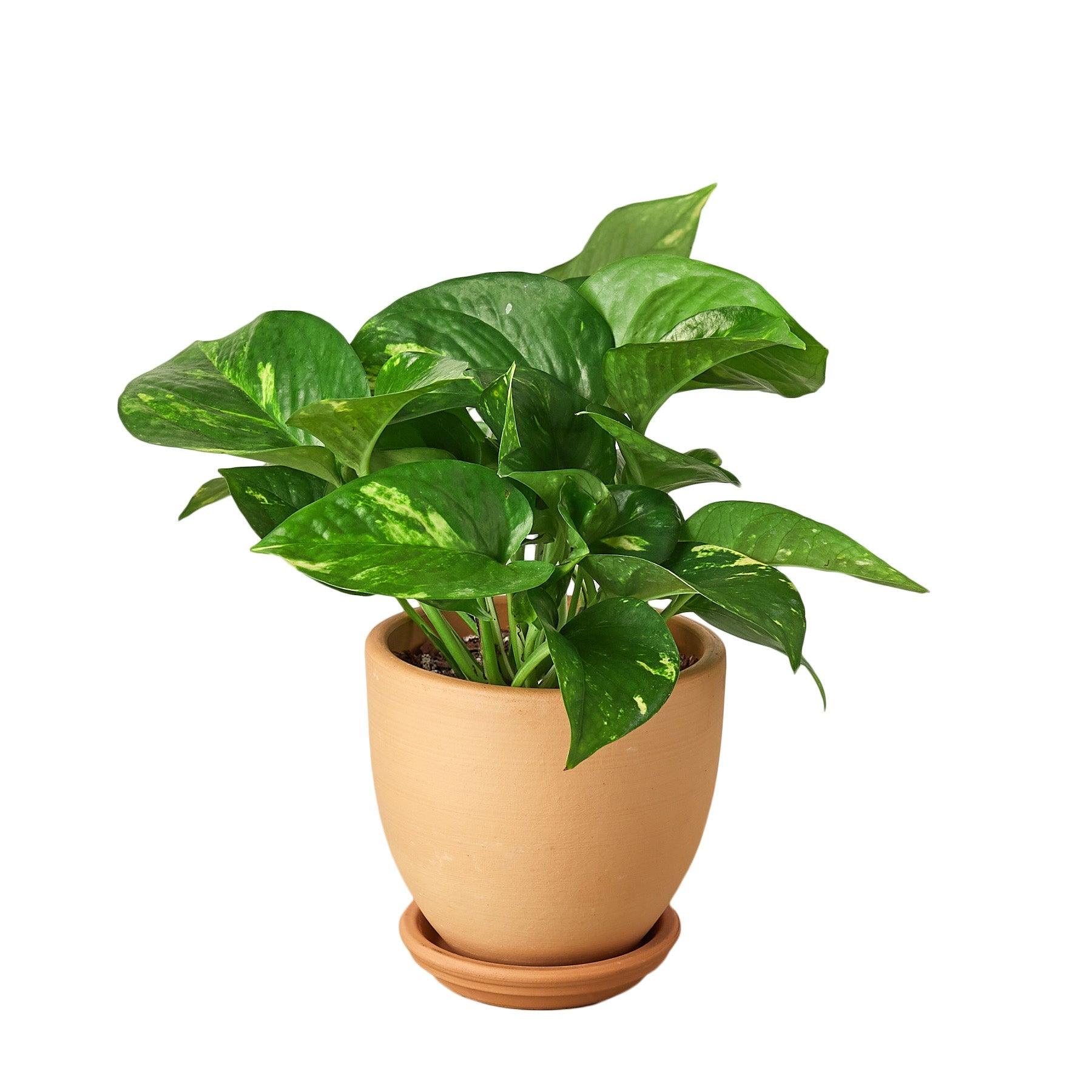 Pothos 'Golden'