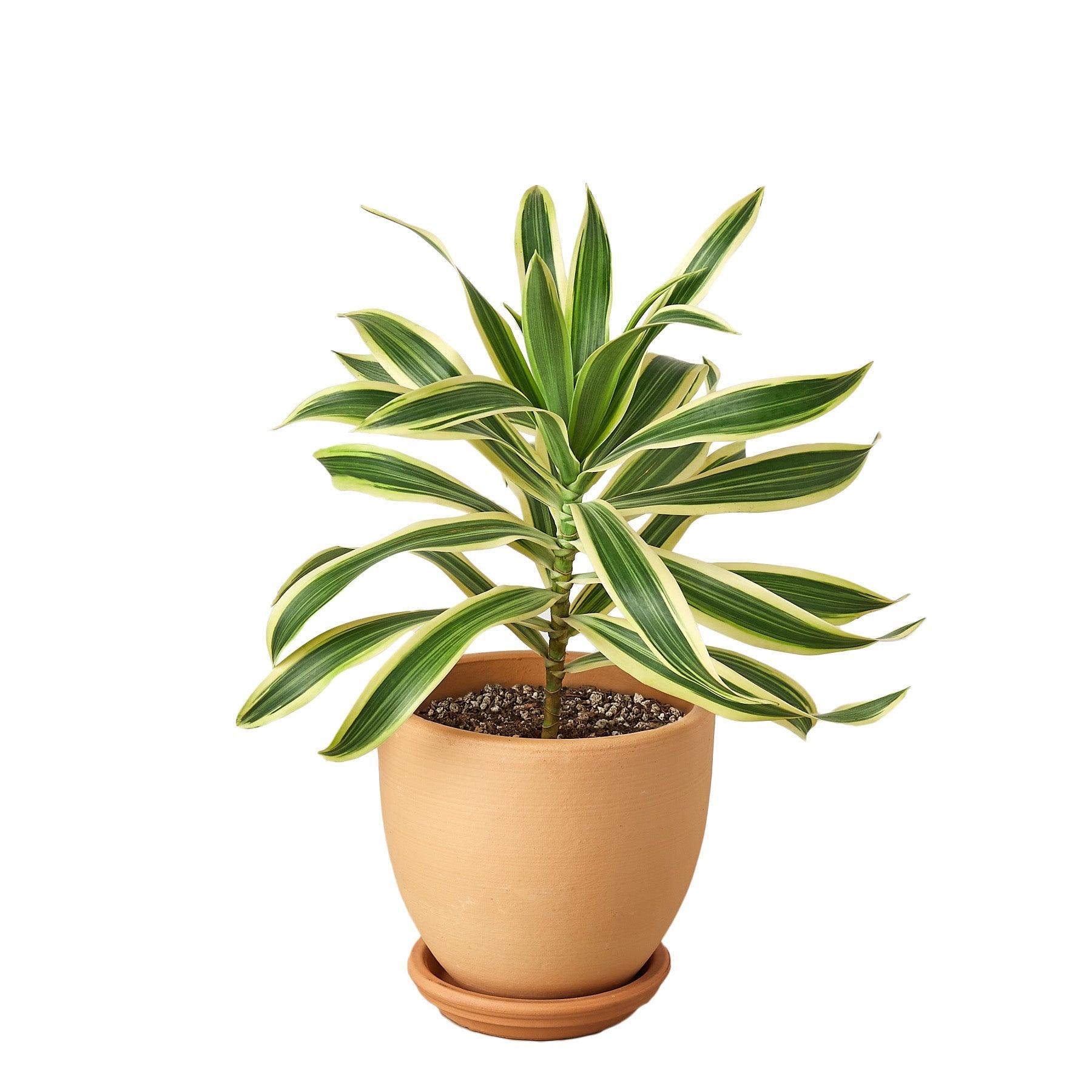 Dracaena 'Song of India'