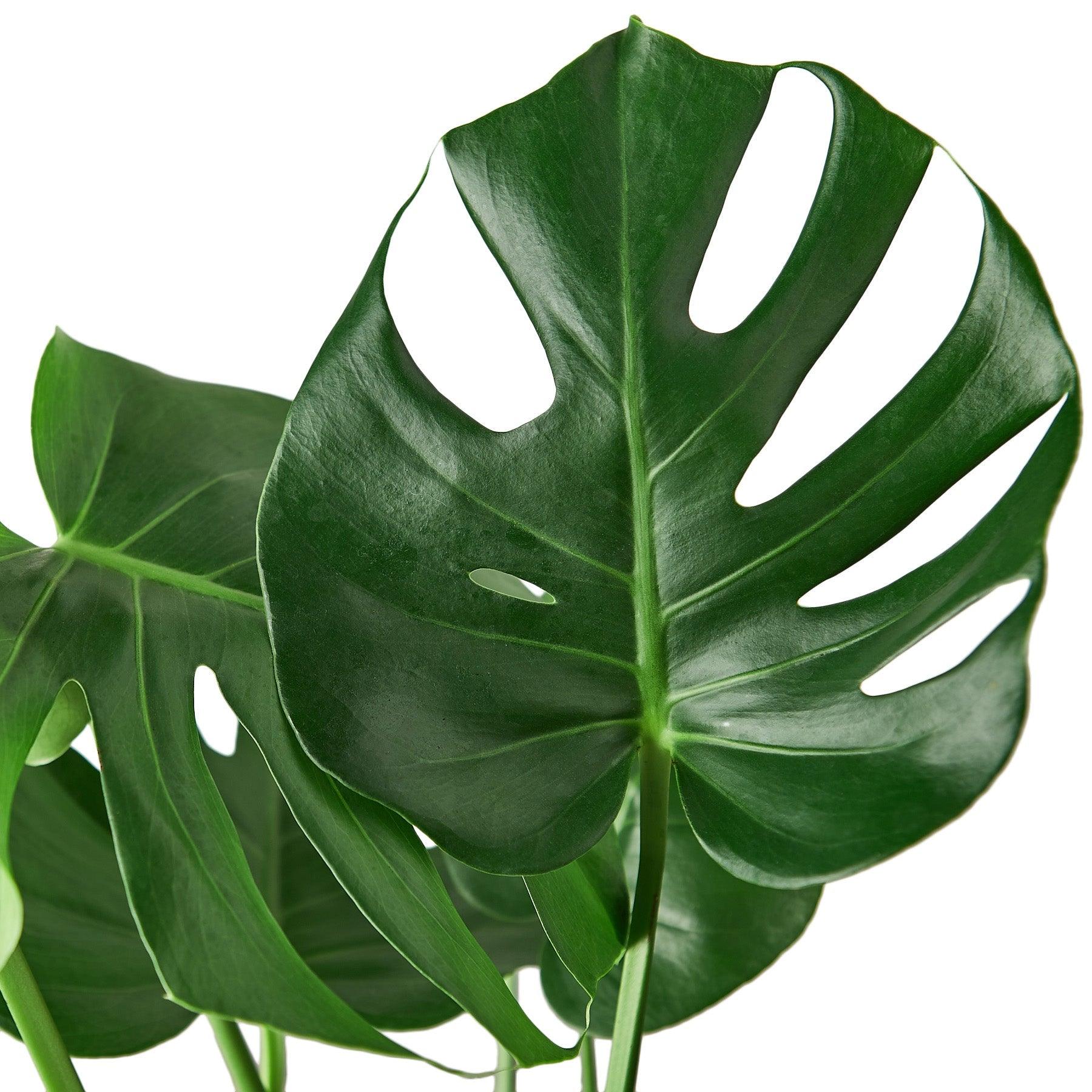 Philodendron ‘Monstera' - 10