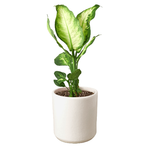 Dieffenbachia Camille