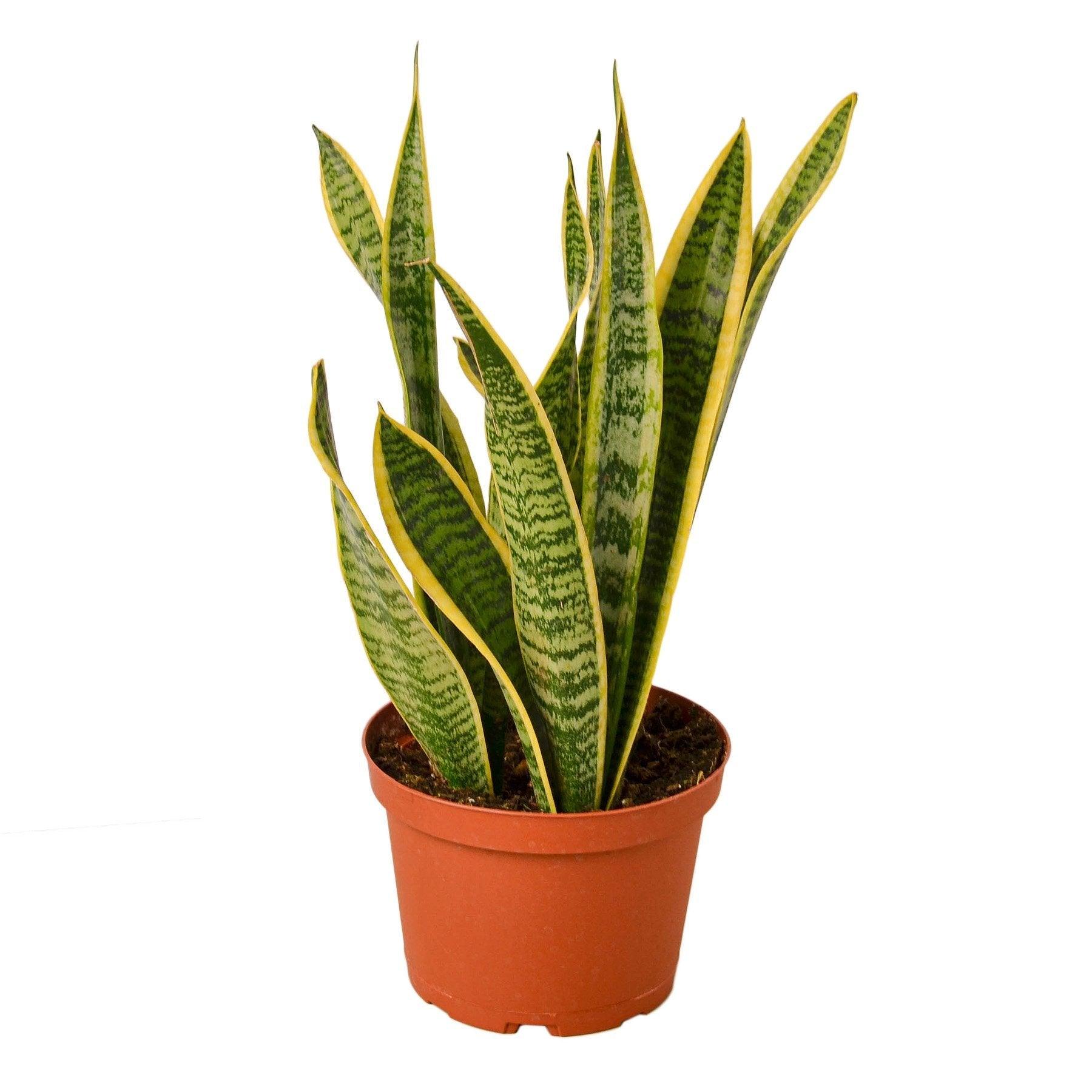 Snake Plant Laurentii - 6