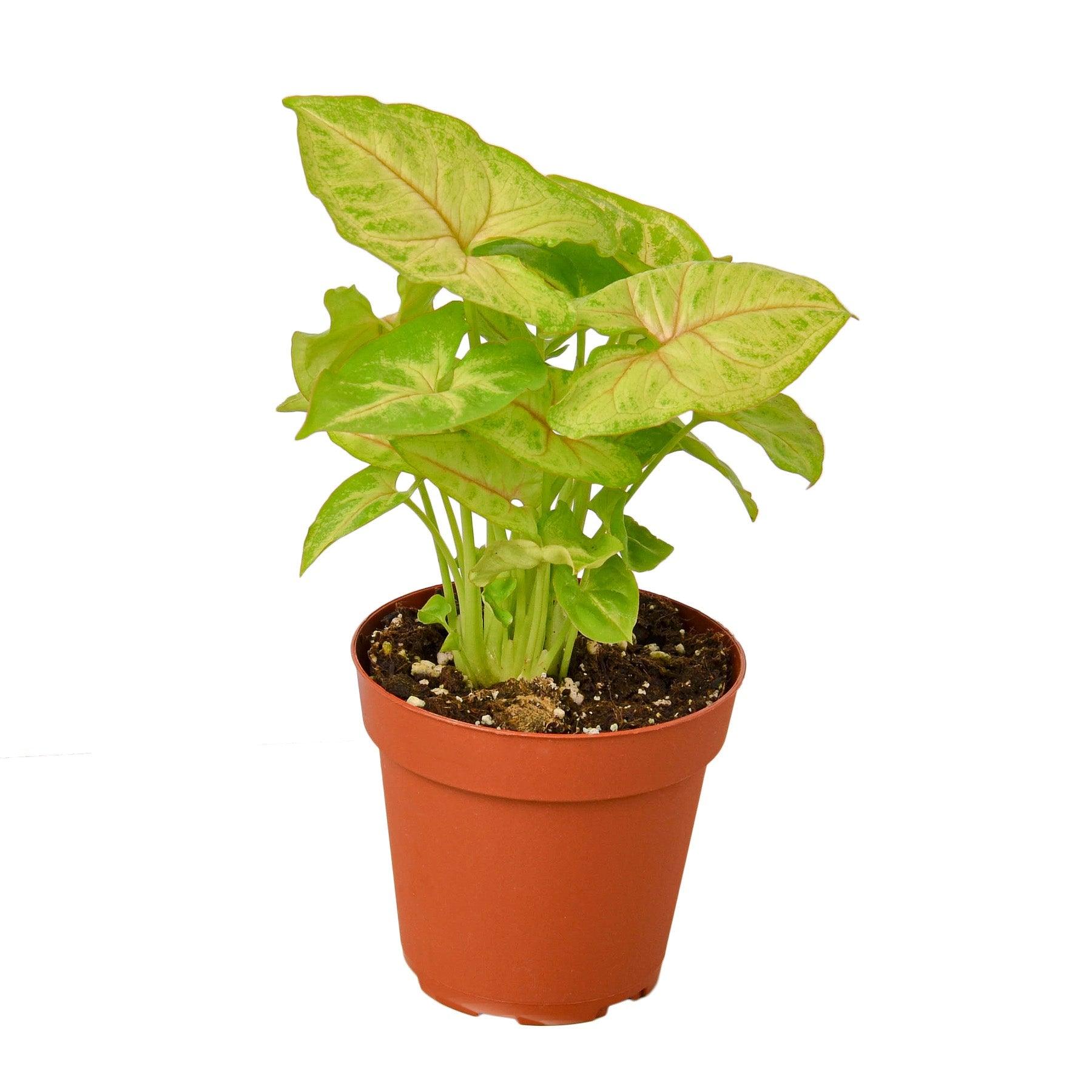 2 Syngonium Variety (Arrowhead Plant) / 4