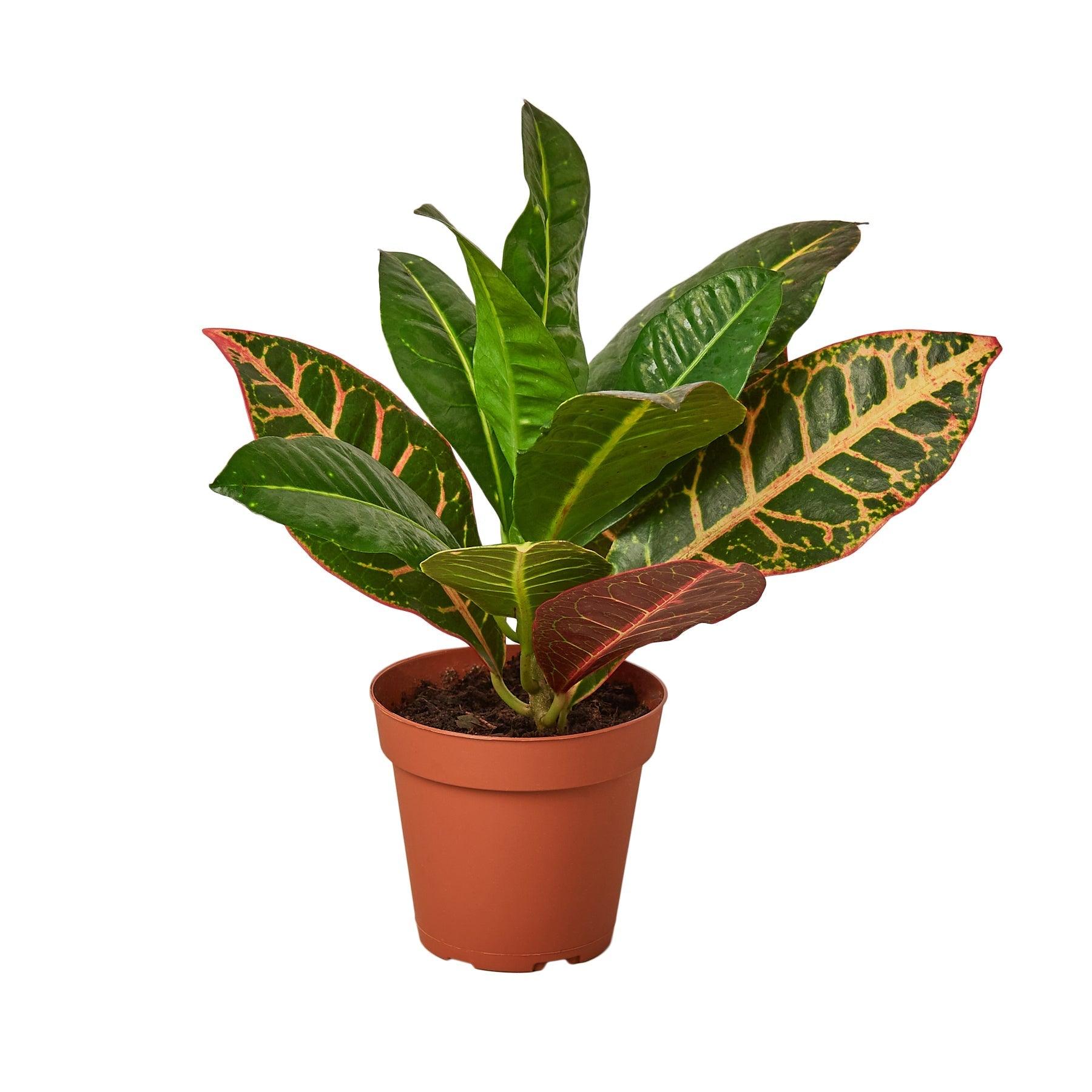 Croton Petra 'Joseph's Coat' - 4