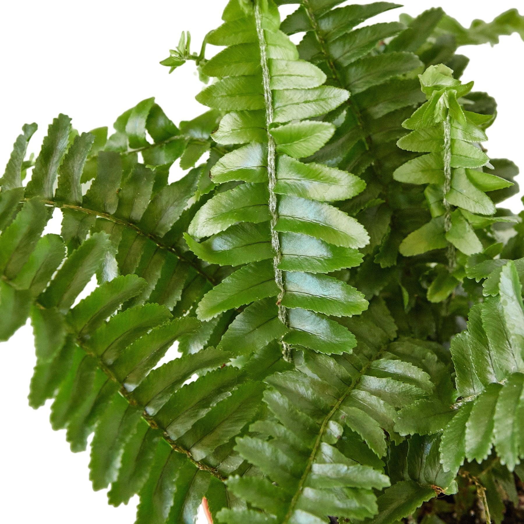 Jester's Crown Fern - 6