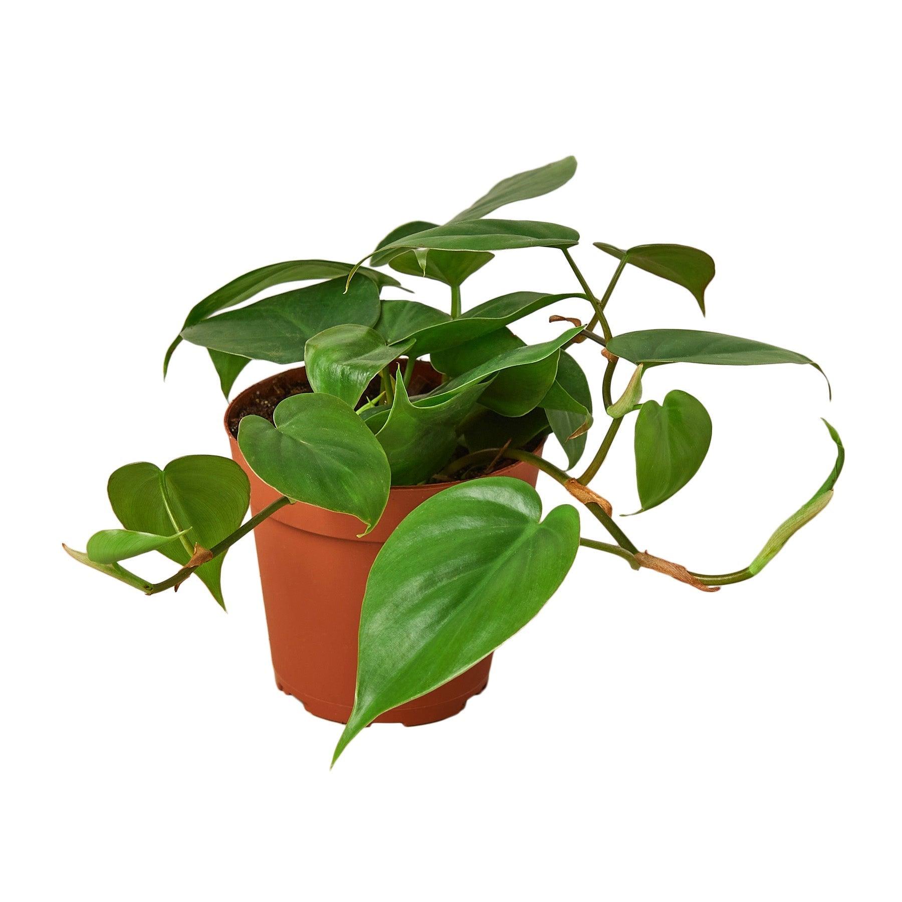 Philodendron Cordatum Heartleaf - 4