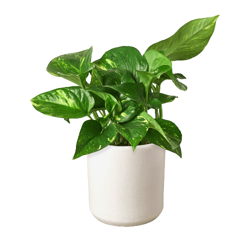 Pothos 'Golden'