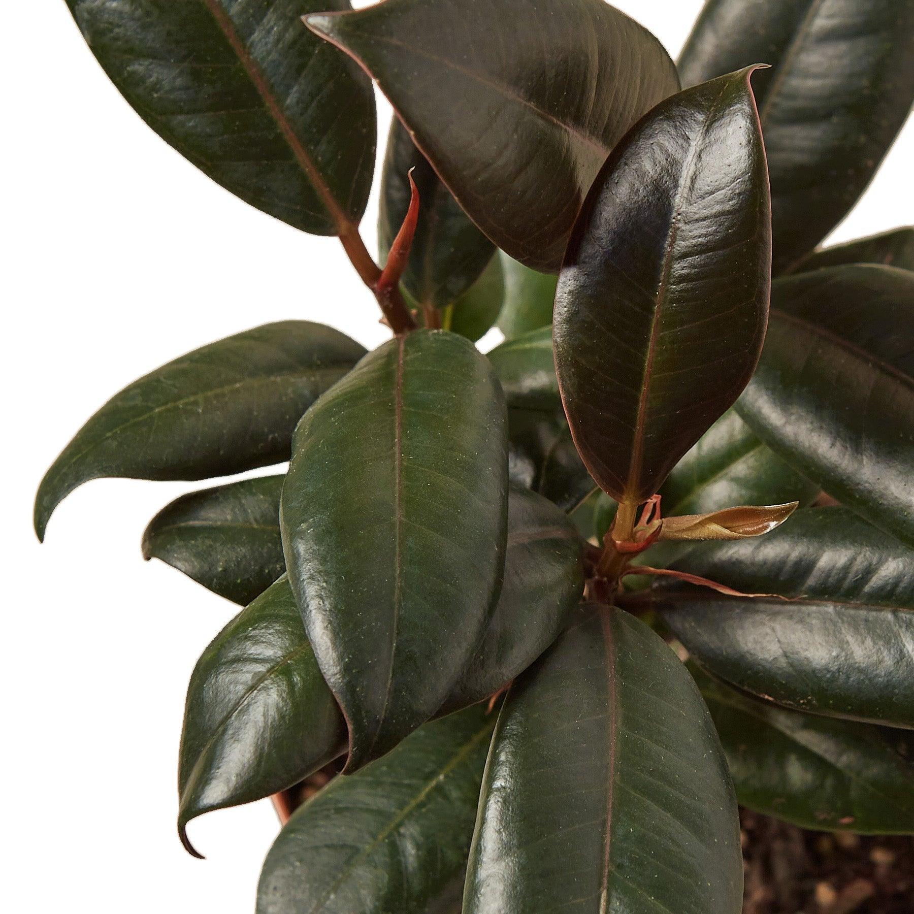 Ficus Elastica 'Burgundy' - 6