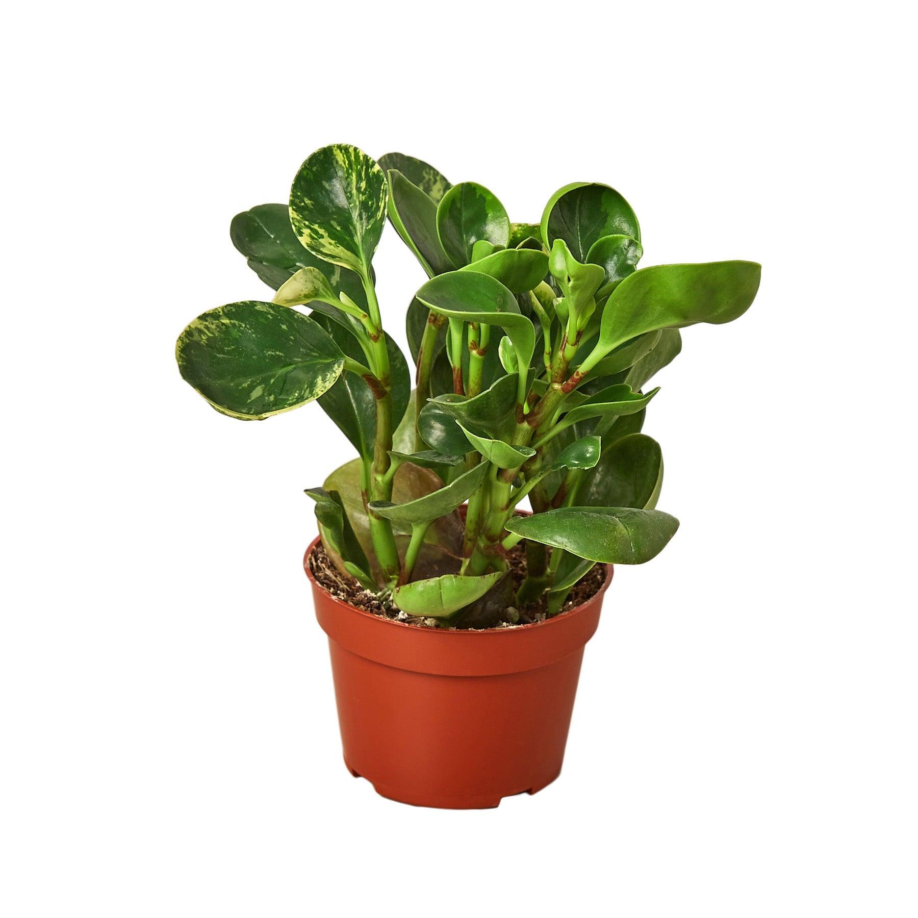 Peperomia 'Marble' - 4