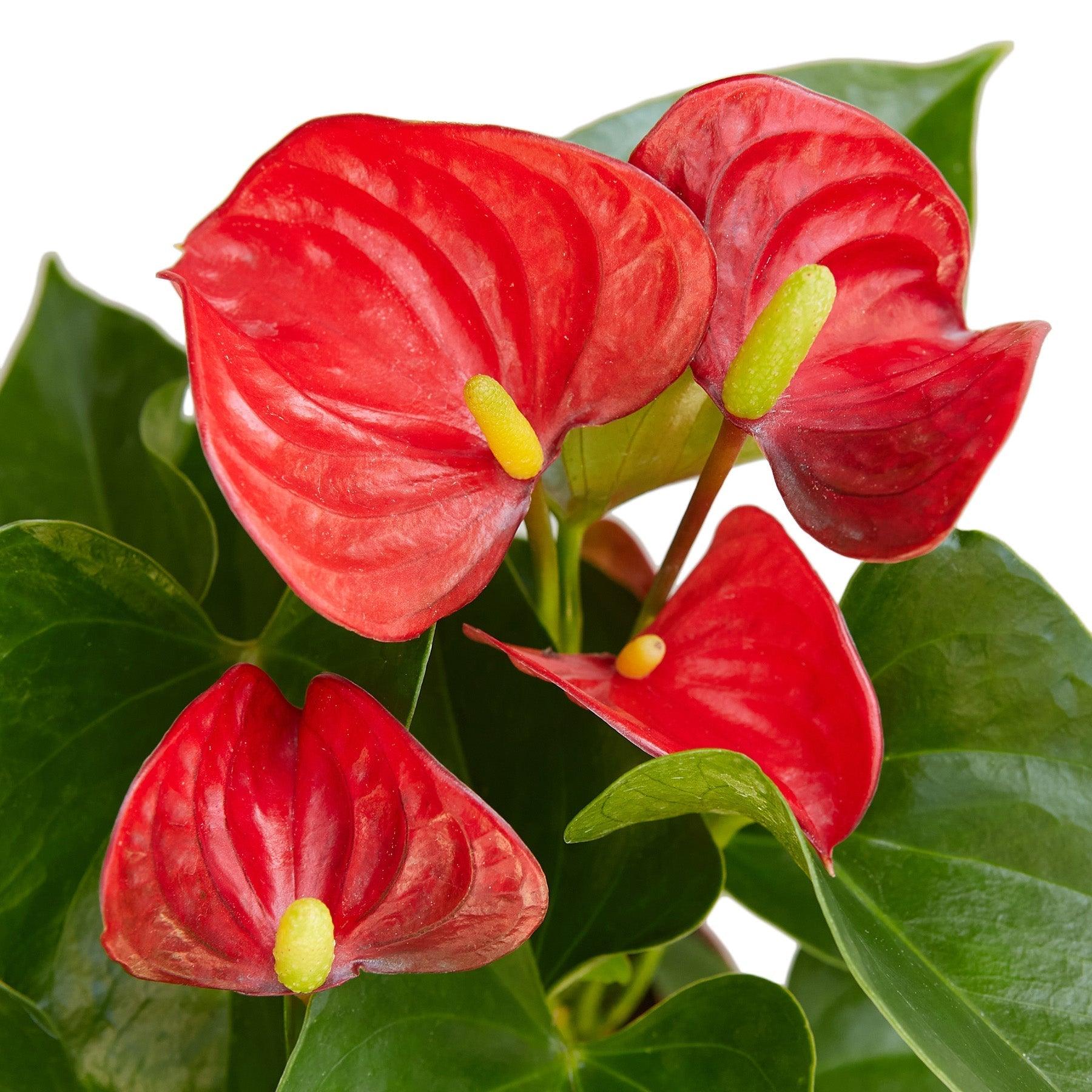 Anthurium 'Red' - 4