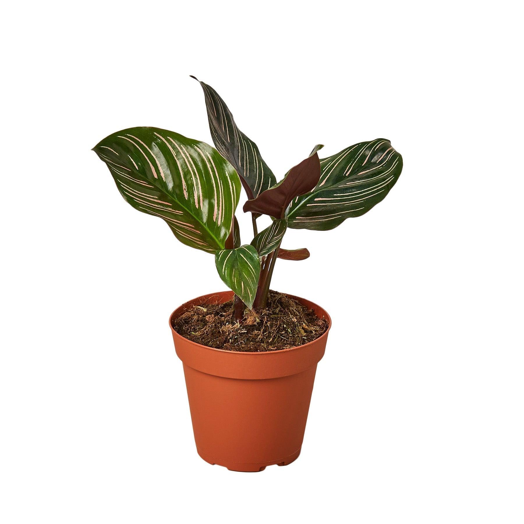 Calathea 'Ornata' - 4