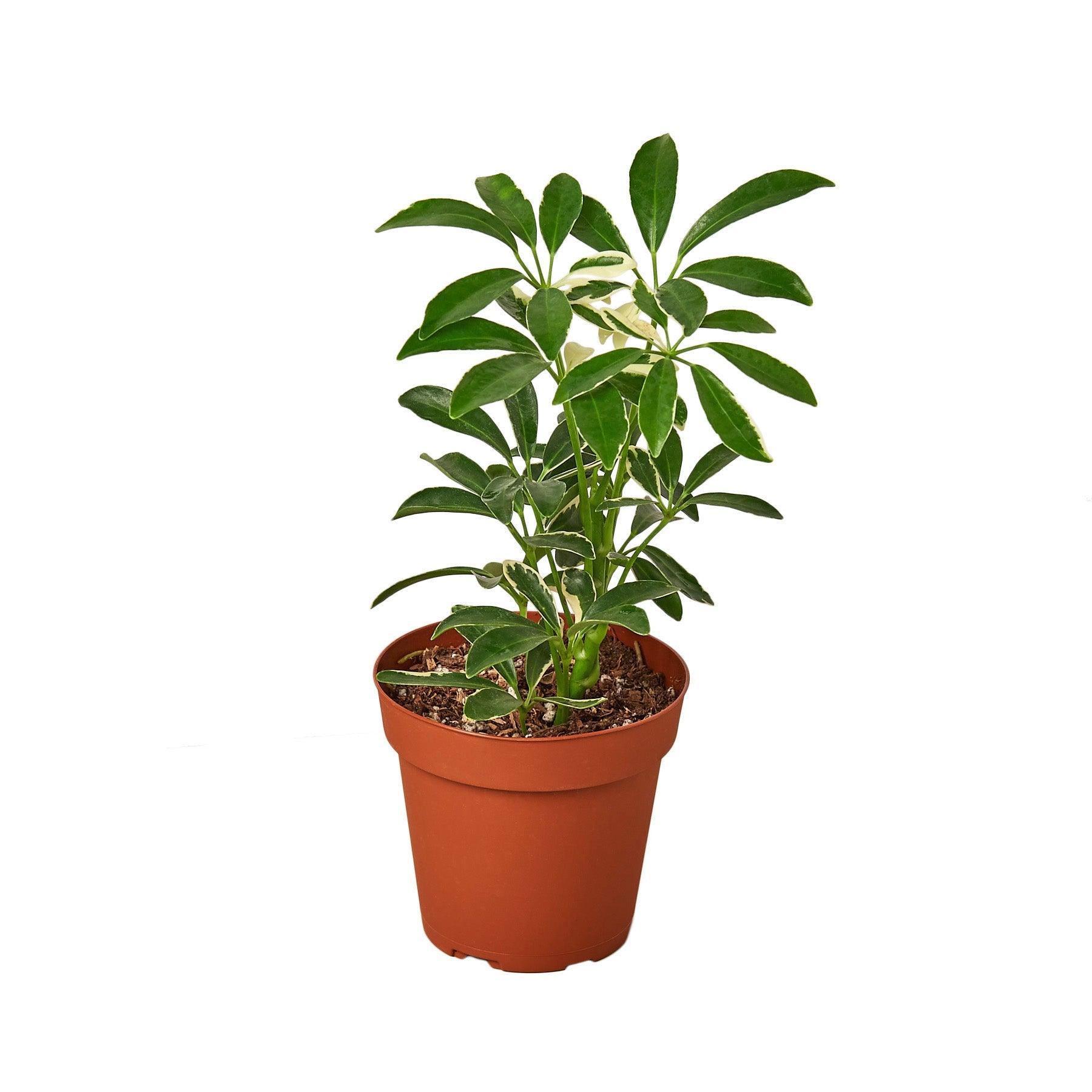 2 Different Schefflera Plants Variety Pack - 4