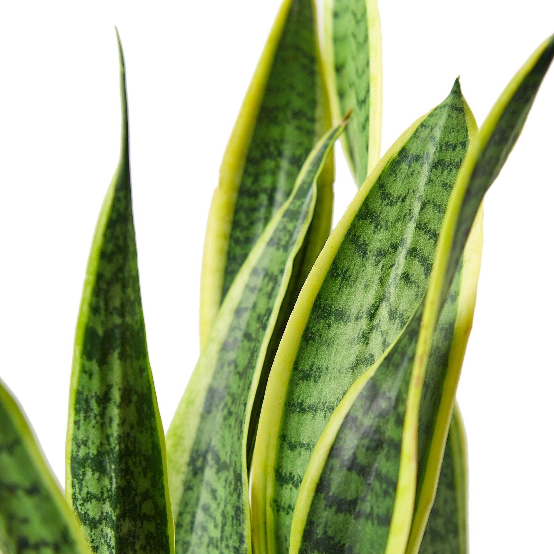 Snake Plant Laurentii - 6