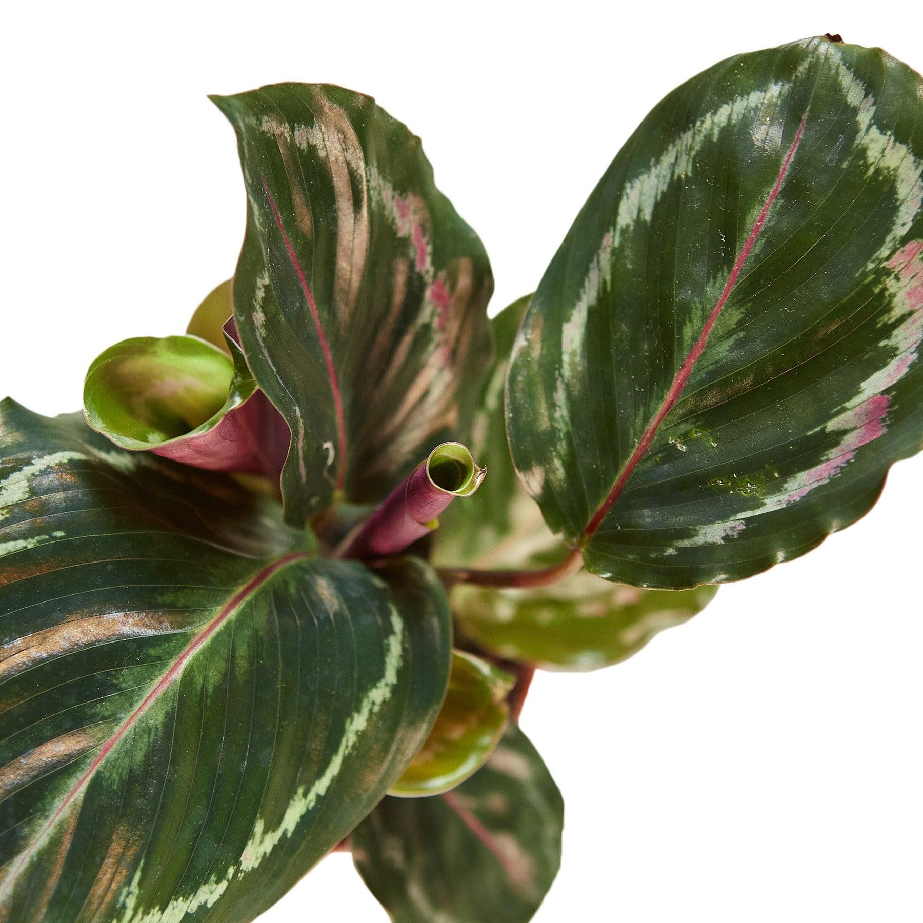 Calathea Roseopicta 'Medallion' - 4