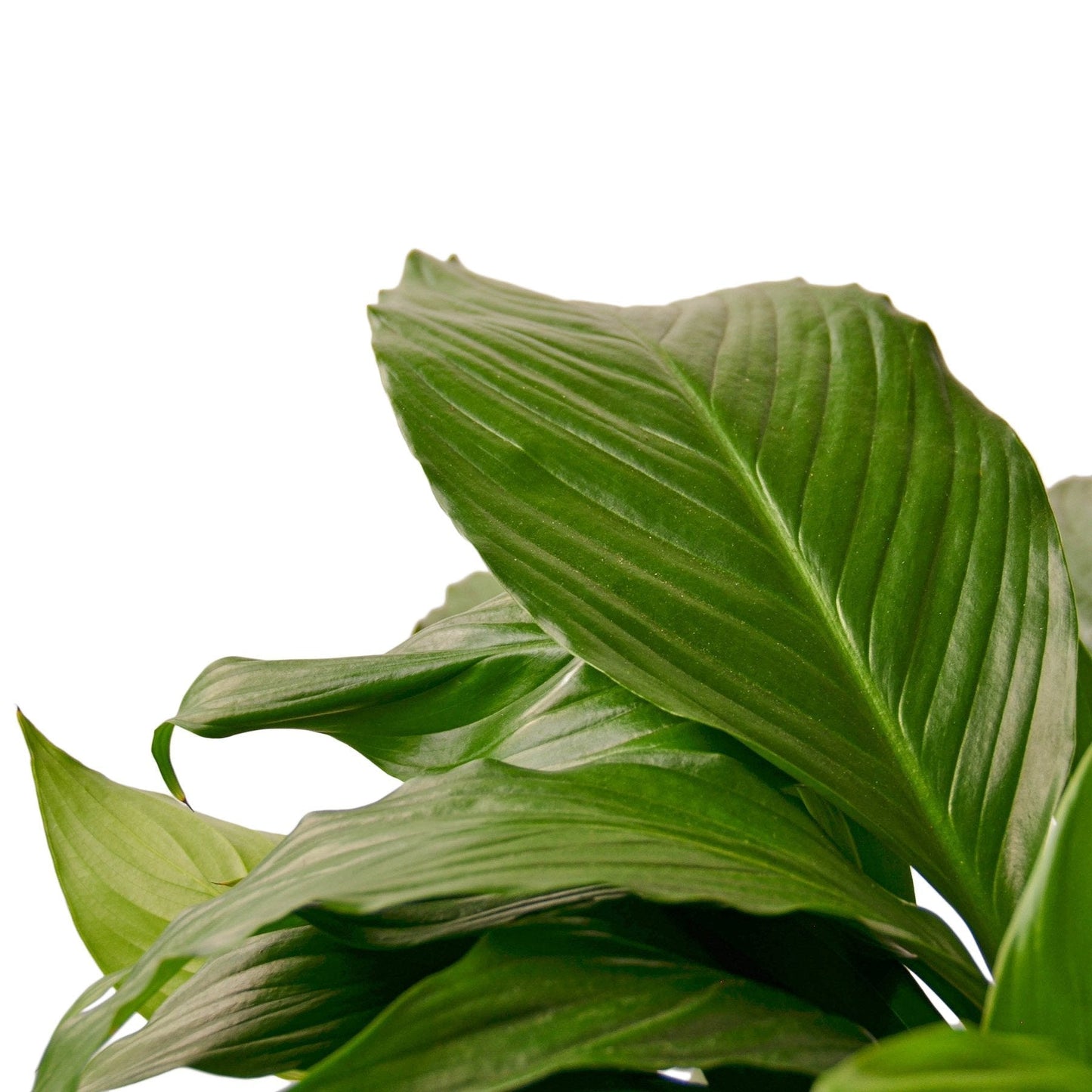 Spathiphyllum 'Peace Lily' - 6" Pot - NURSERY POT ONLY
