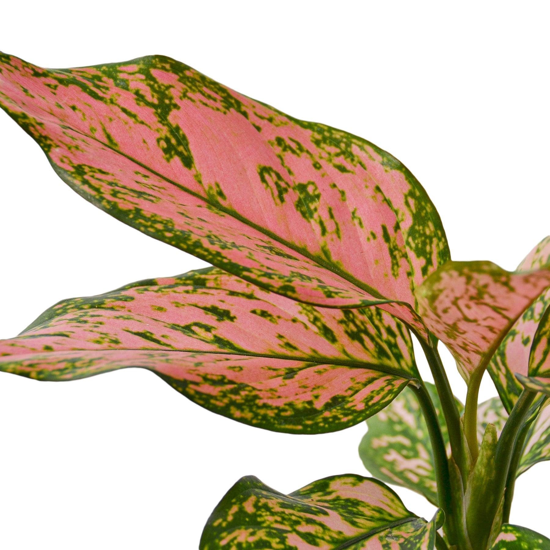 Chinese Evergreen 'Lady Valentine' - 4