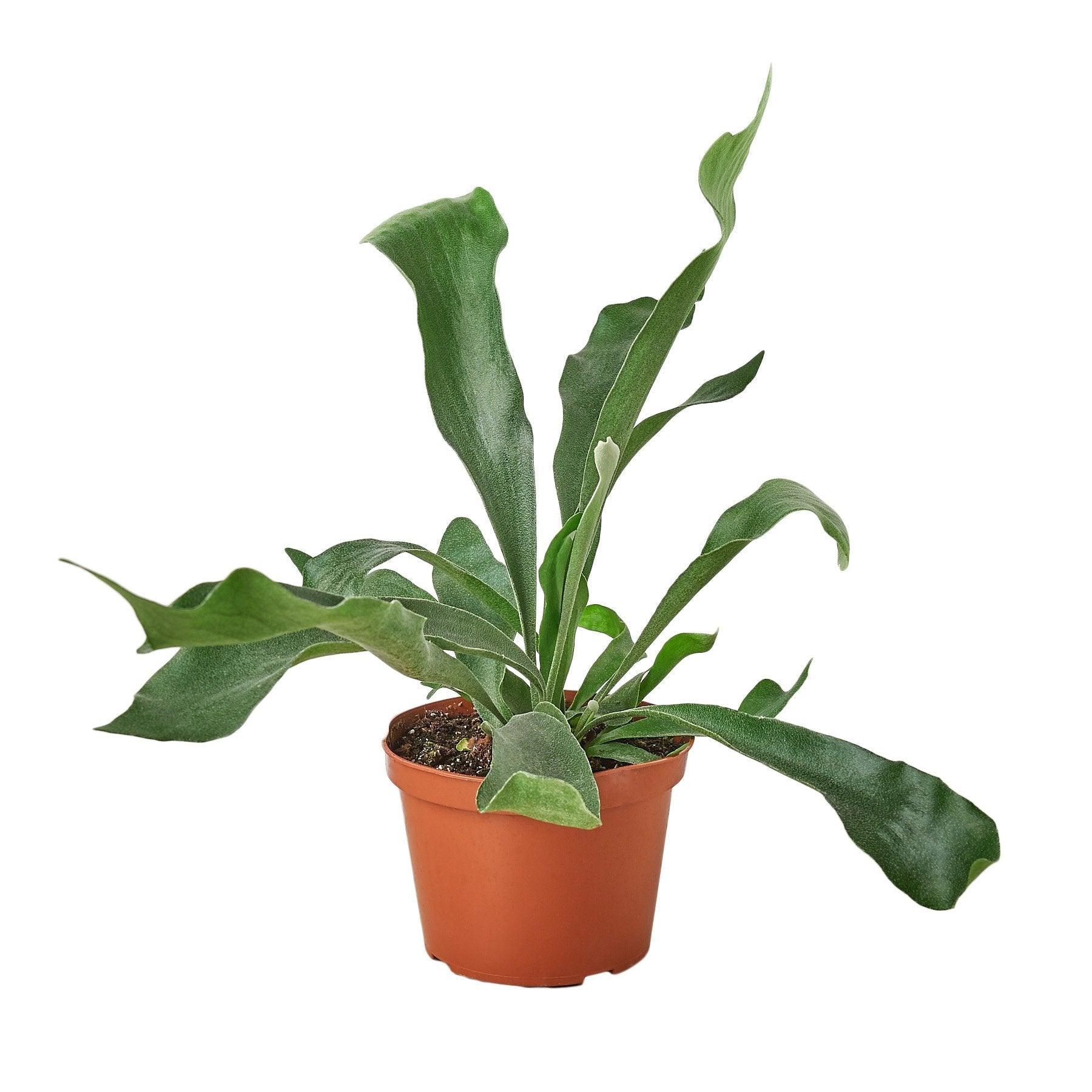 Staghorn Fern - 6