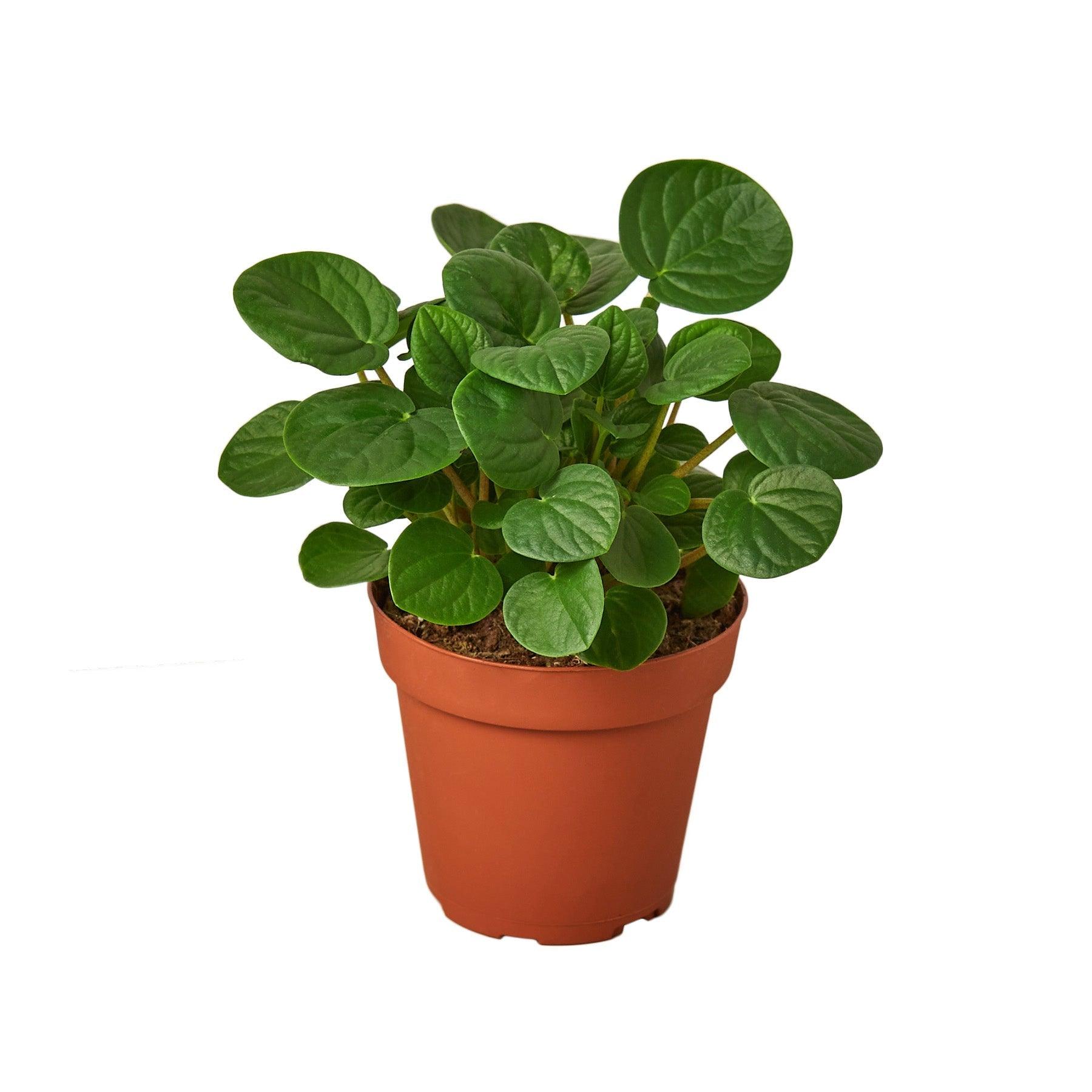 Peperomia 'Rana Verde' - 4