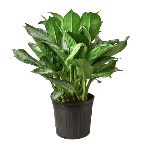 Chinese Evergreen 'Silver Bay' - 10