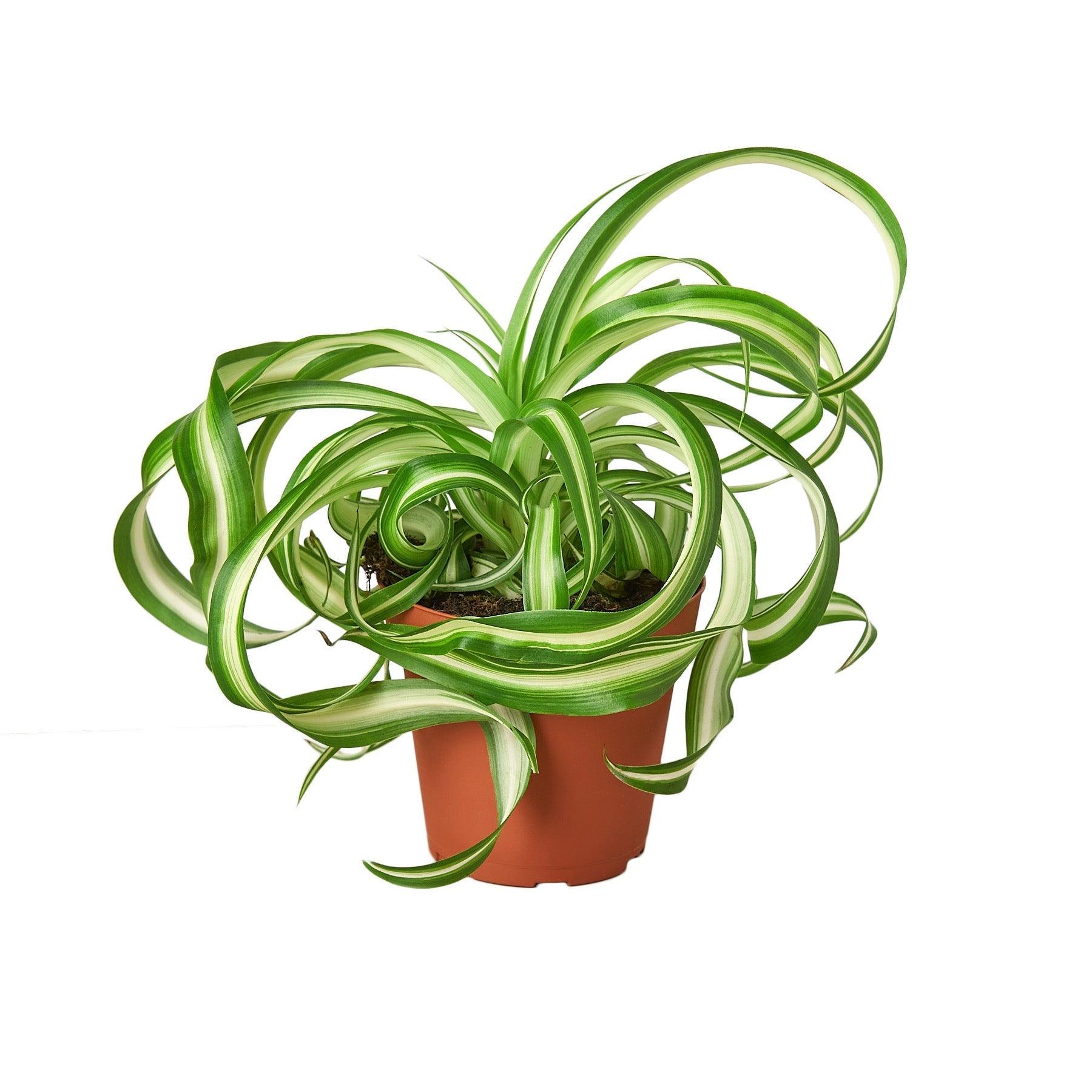 Spider Plant 'Bonnie' - 4