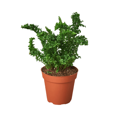 'Emina' Fern - 4