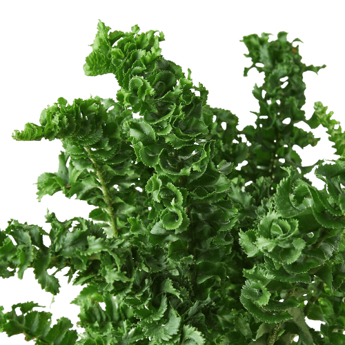 'Emina' Fern - 4