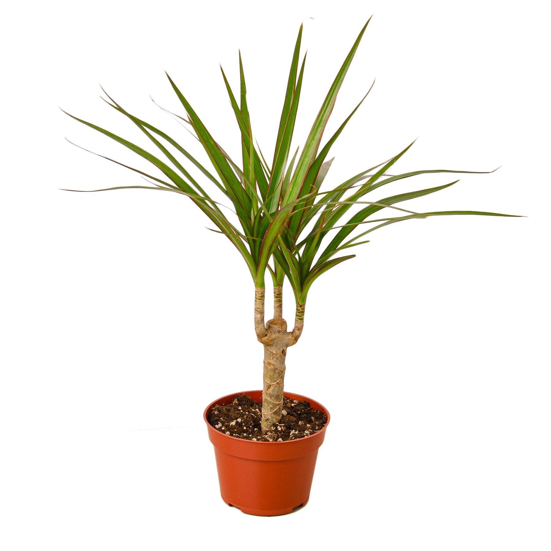 Dracaena Marginata Cane - 4