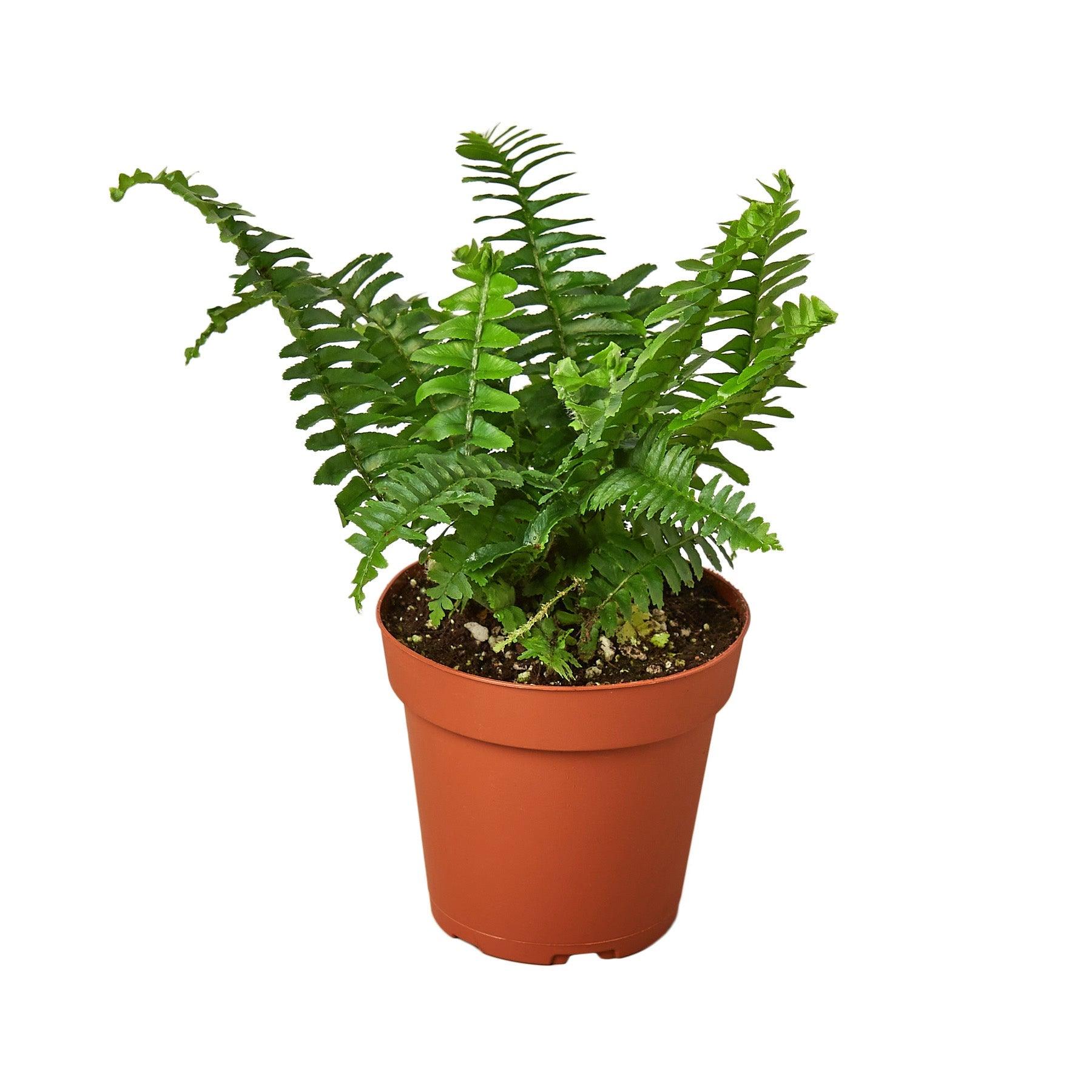 2 Fern Variety Pack - 4