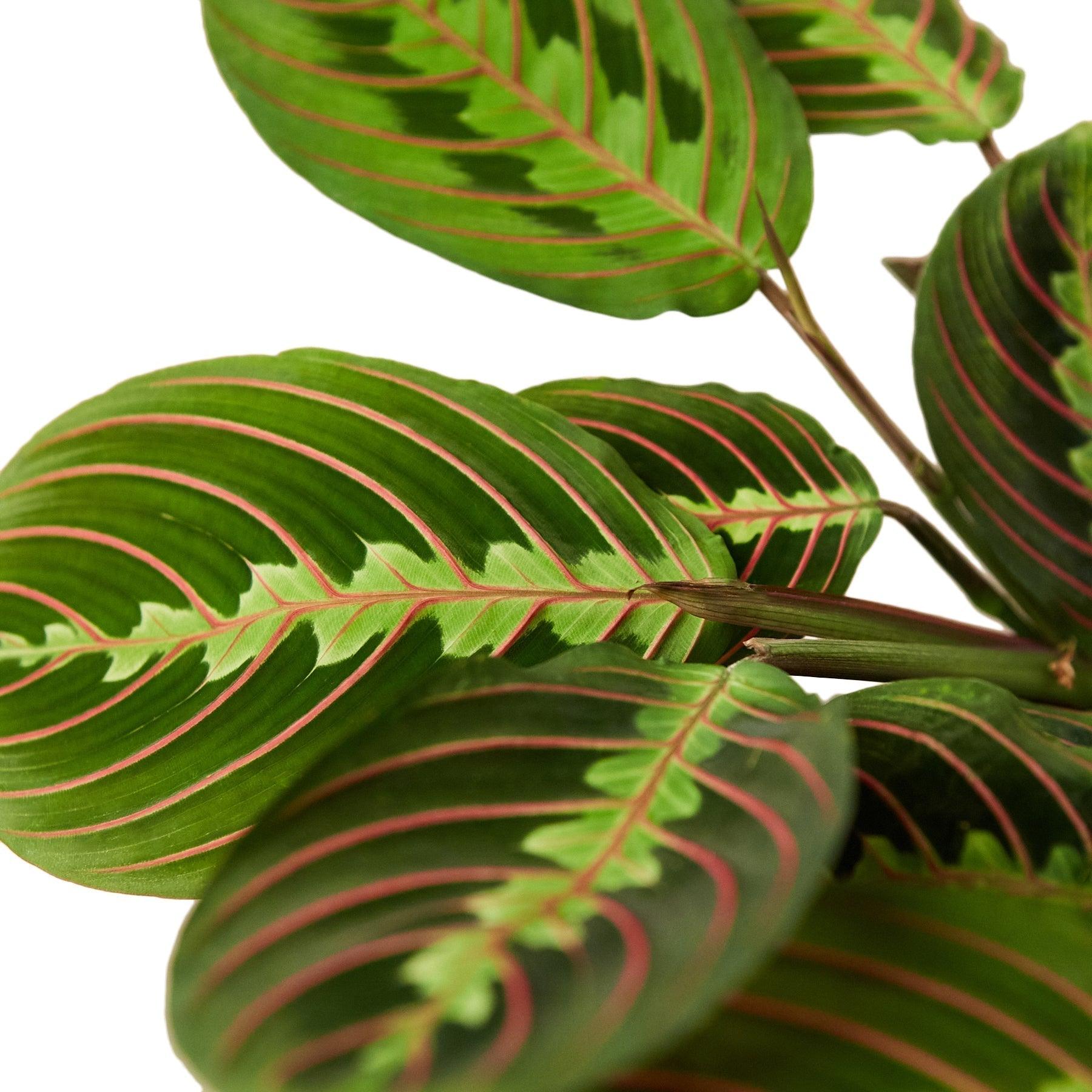 Maranta Red Prayer - 6