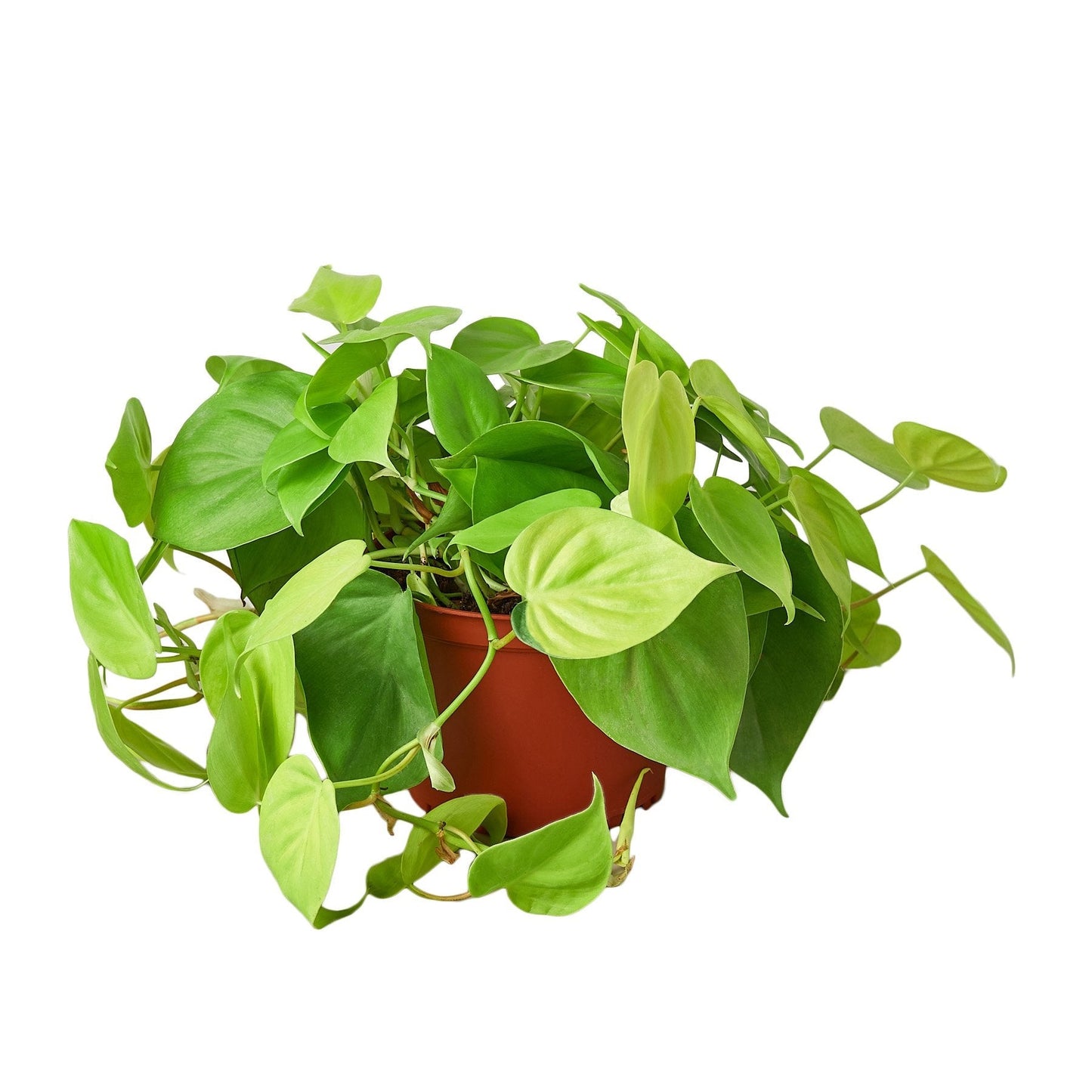 Philodendron 'Neon' - 4" Pot - NURSERY POT ONLY